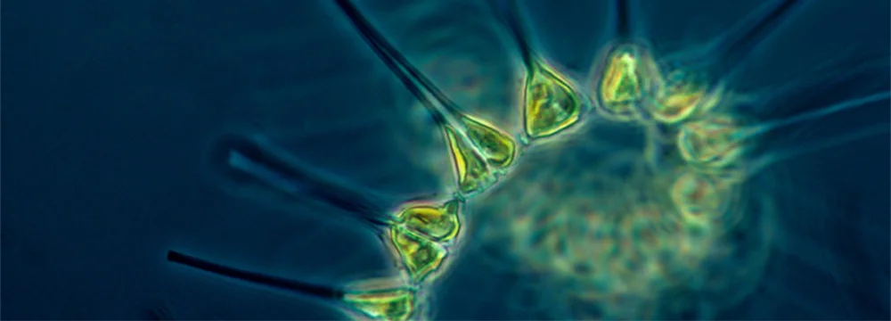 phytoplankton.jpg