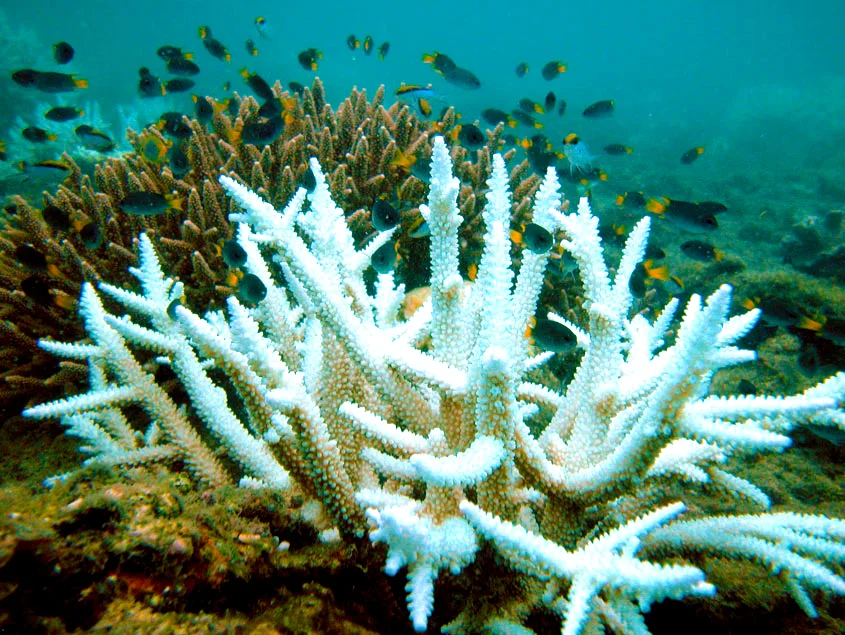 Coral bleaching that lasts two years is fatal to corals. That destroys the fisheries on which millions of people rely.