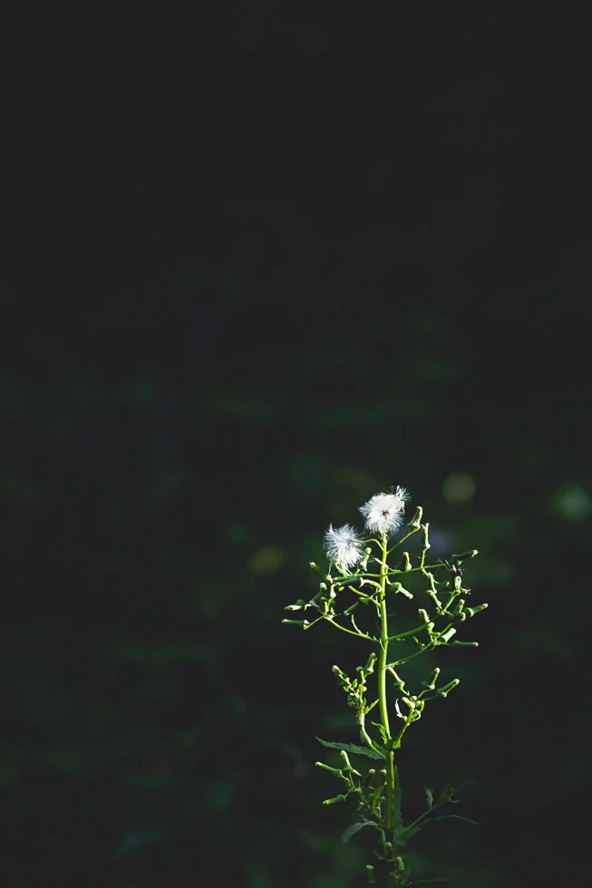 beautifullight_owendoffk_3.jpg