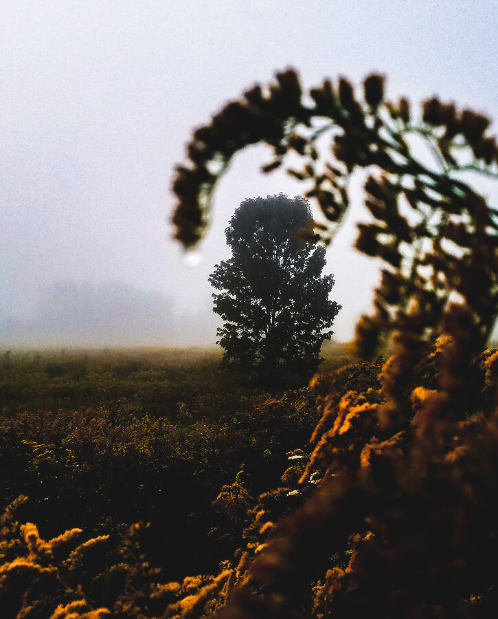 Maple through Goldenrod