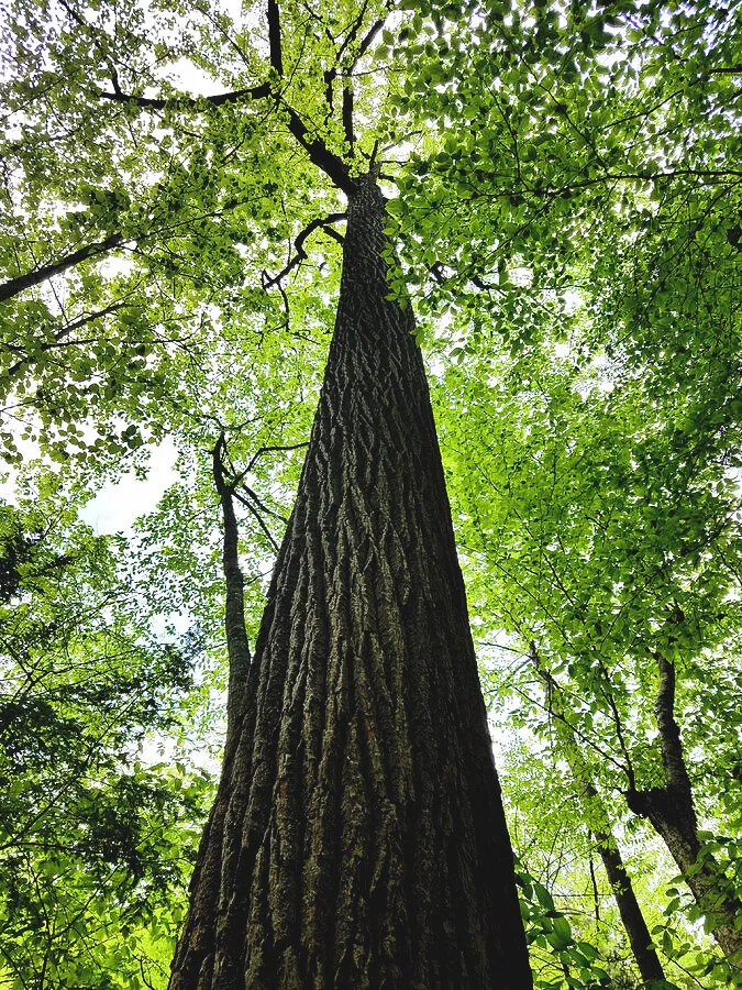 Bearing all Things 2005