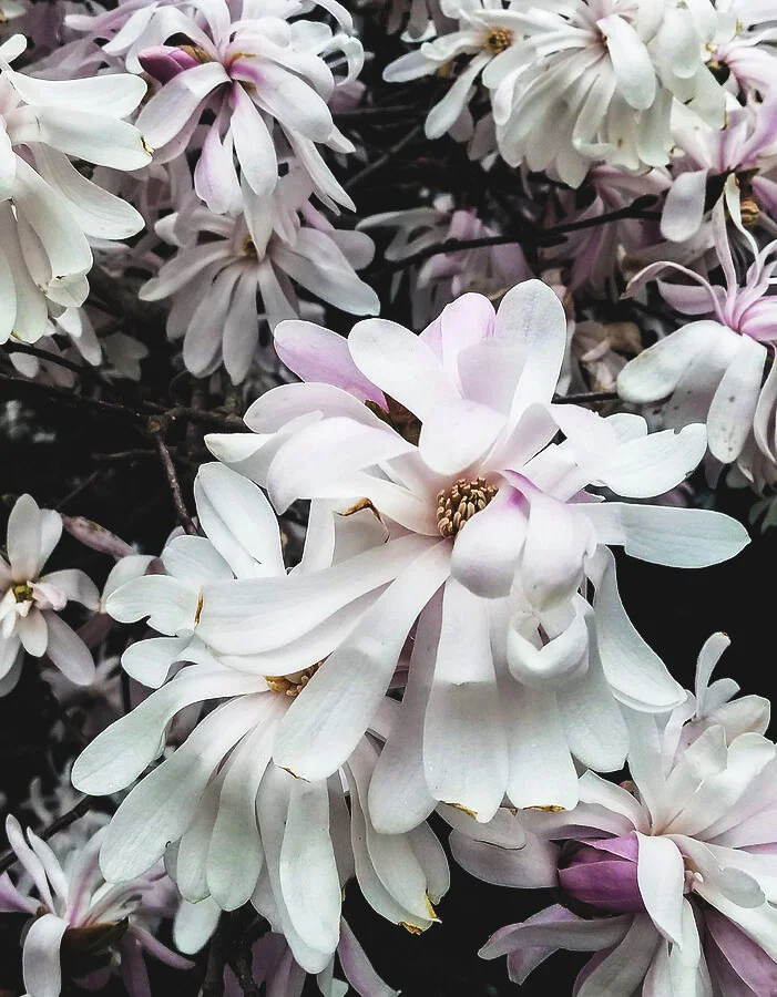 Revival Scrimmage 2004