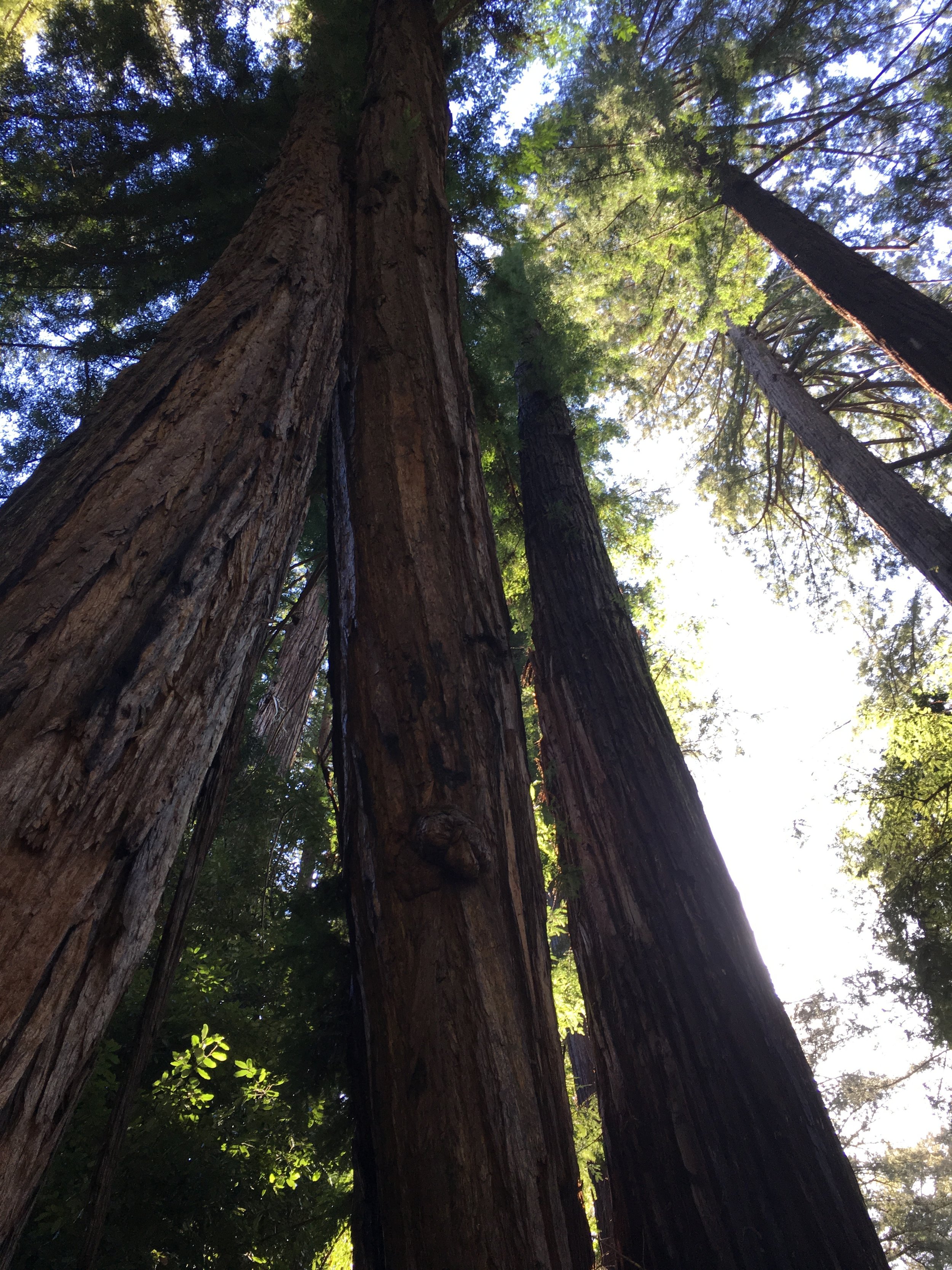 Redwood trees at Mt. Hermon are HUGE. You know why? Because they have faithfully grown for a LONG time. Translation: their beauty comes from their age.