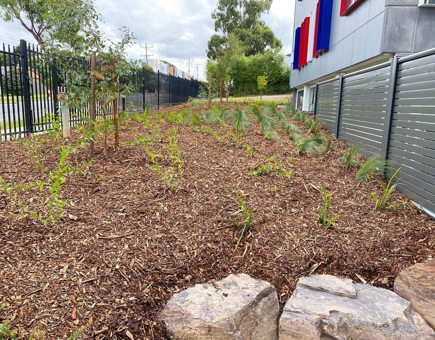 St Andrews Christian College front landscaping 🌿🌱
Plants supplied by @plantmark 🙌
Irrigation supplied by @smartwatershop 💦 .
#hydroseed #plants #irrigation #rocks #colourbond #screen #melbourne #landscape #school