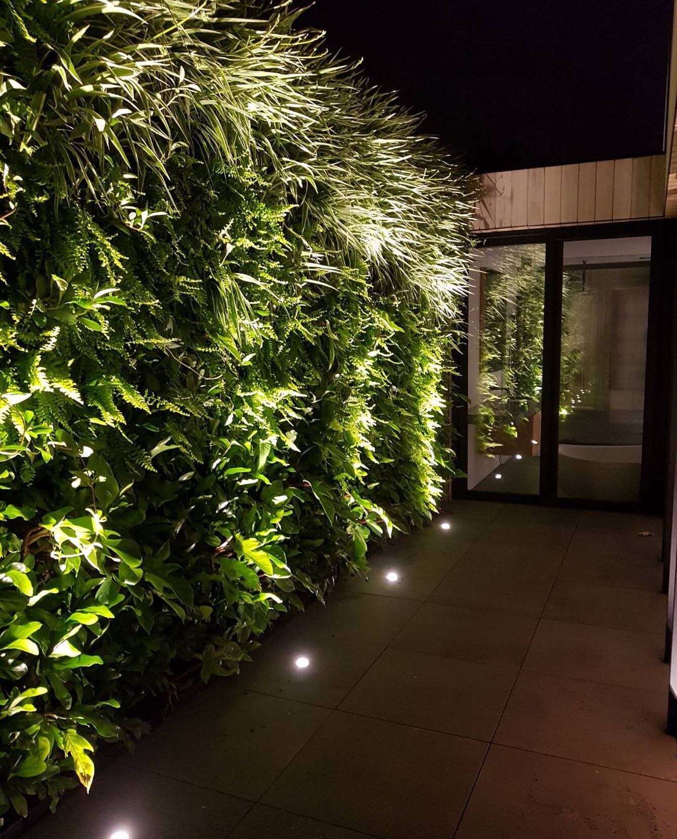 This is our green wall created for @built.by.guild 
The low voltage lighting really brings it to life at night 
Green wall supplier @martinkellockpotsnplanters 
Green wall install @easternlandscapes 
Plant supplier @biemond_nurseries