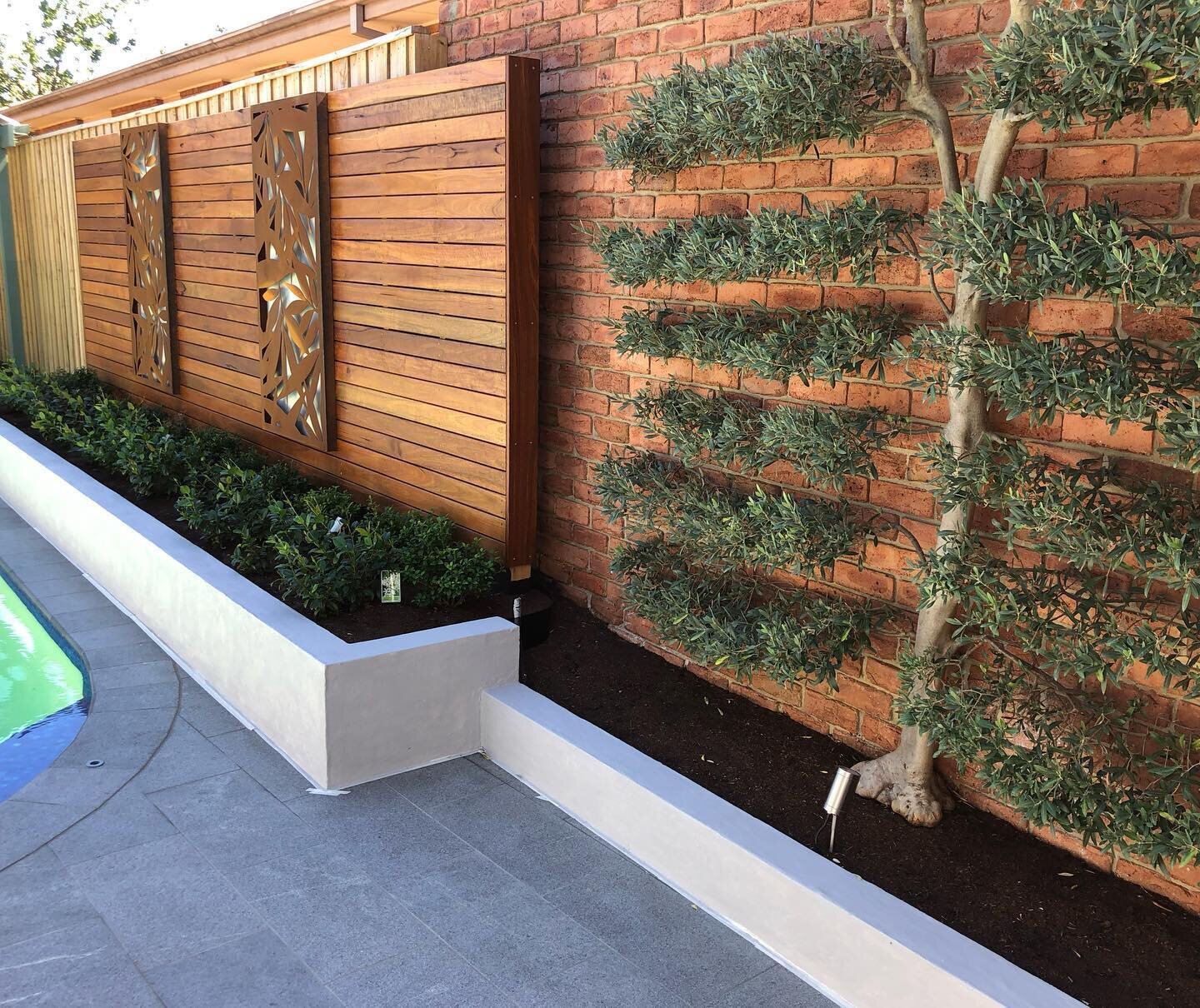 Bagged walls, spotted gum feature screen, granite paving and a beautiful olive tree