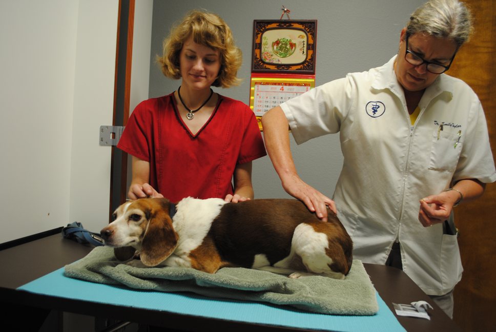 Doctor Emily Taylor performs acupuncture on a basset hound with a veterinary technician attending
