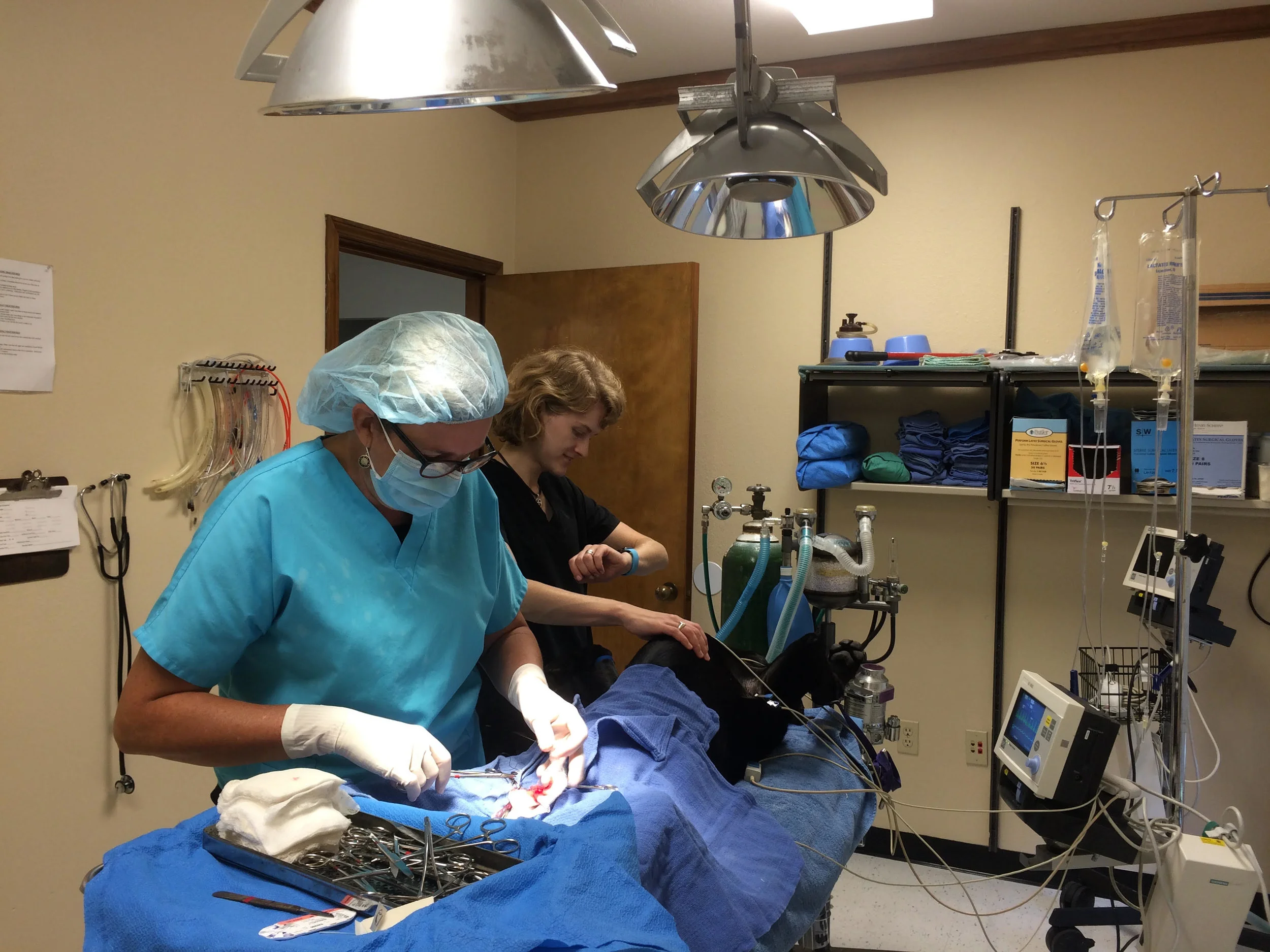 Doctor Emily Taylor performing surgery on a dog with a veterinary technician attending