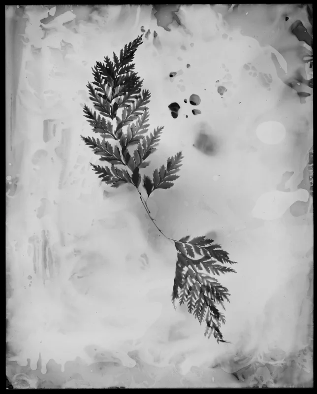 Chemia et Botanica Studiis No. 3, 2013. 8x10" silver gelatin paper negative