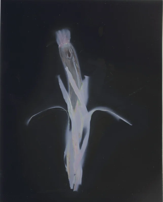 Green Onions No. 2, 2013. 5x4" silver gelatin paper negative