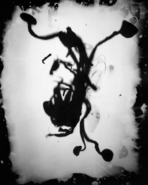 Shimeji (Yuggoth), 2013. 8x10" silver gelatin paper negative