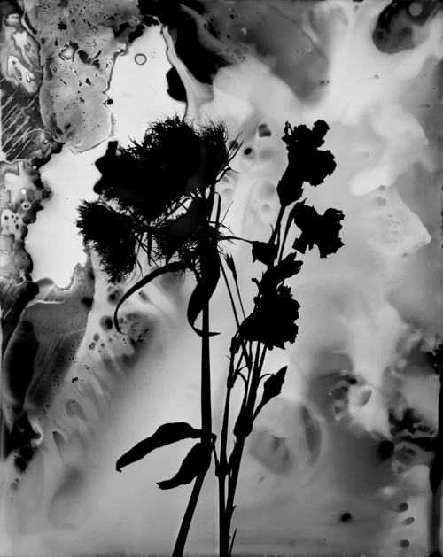 Vernonia Altissima No. 2, 2013. 8x10" silver gelatin paper negative