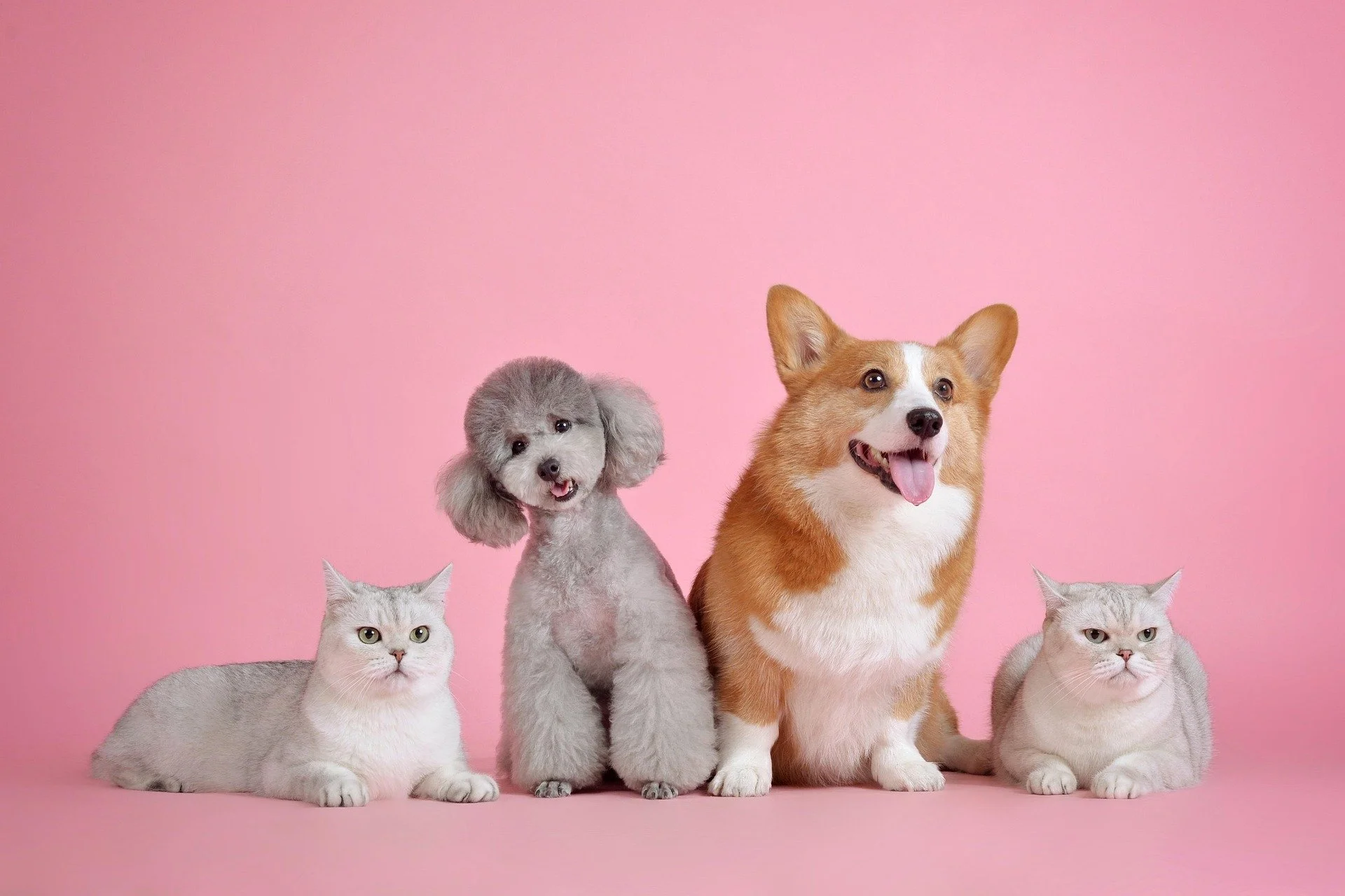 Group of three cats, a small gray dog, and a larger tan and white dog, sitting against a pink background.