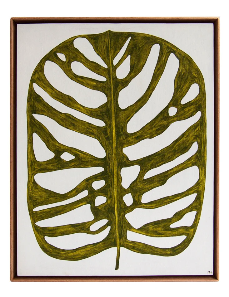 Monstera ObliquaMHwebsite.jpg