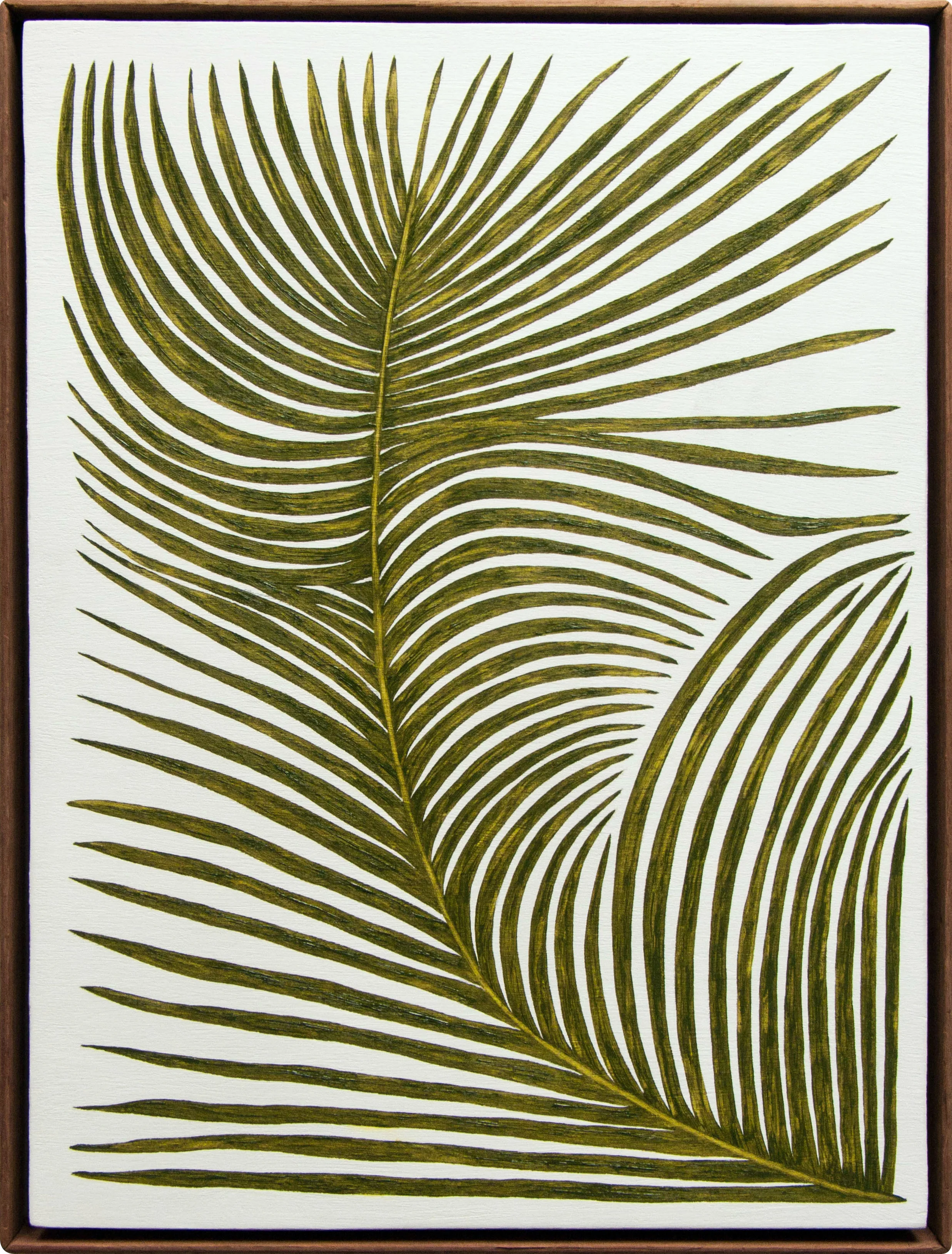 Elaeis Guineensis_Front.jpg
