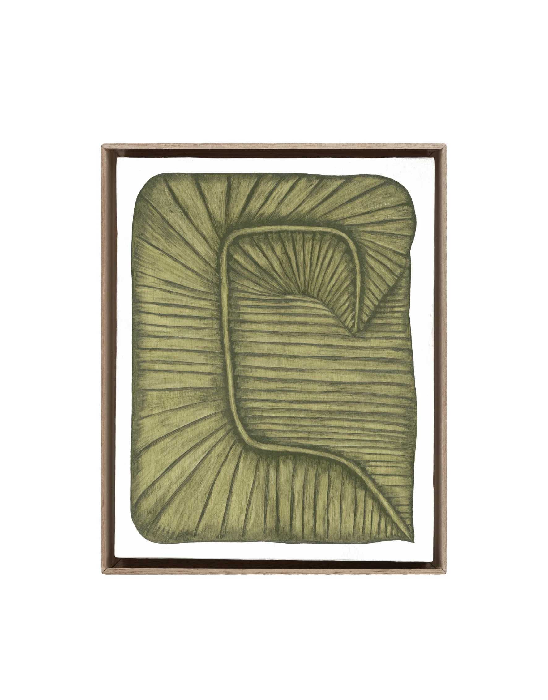 Ficus Elastica Unum