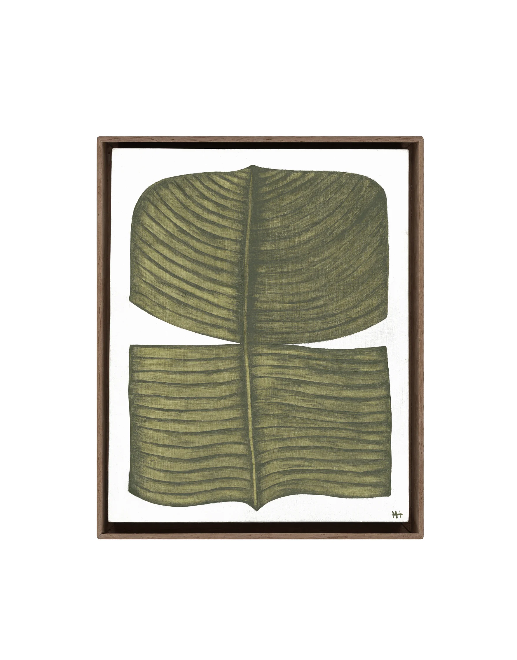 Ficus Elastica Tribus