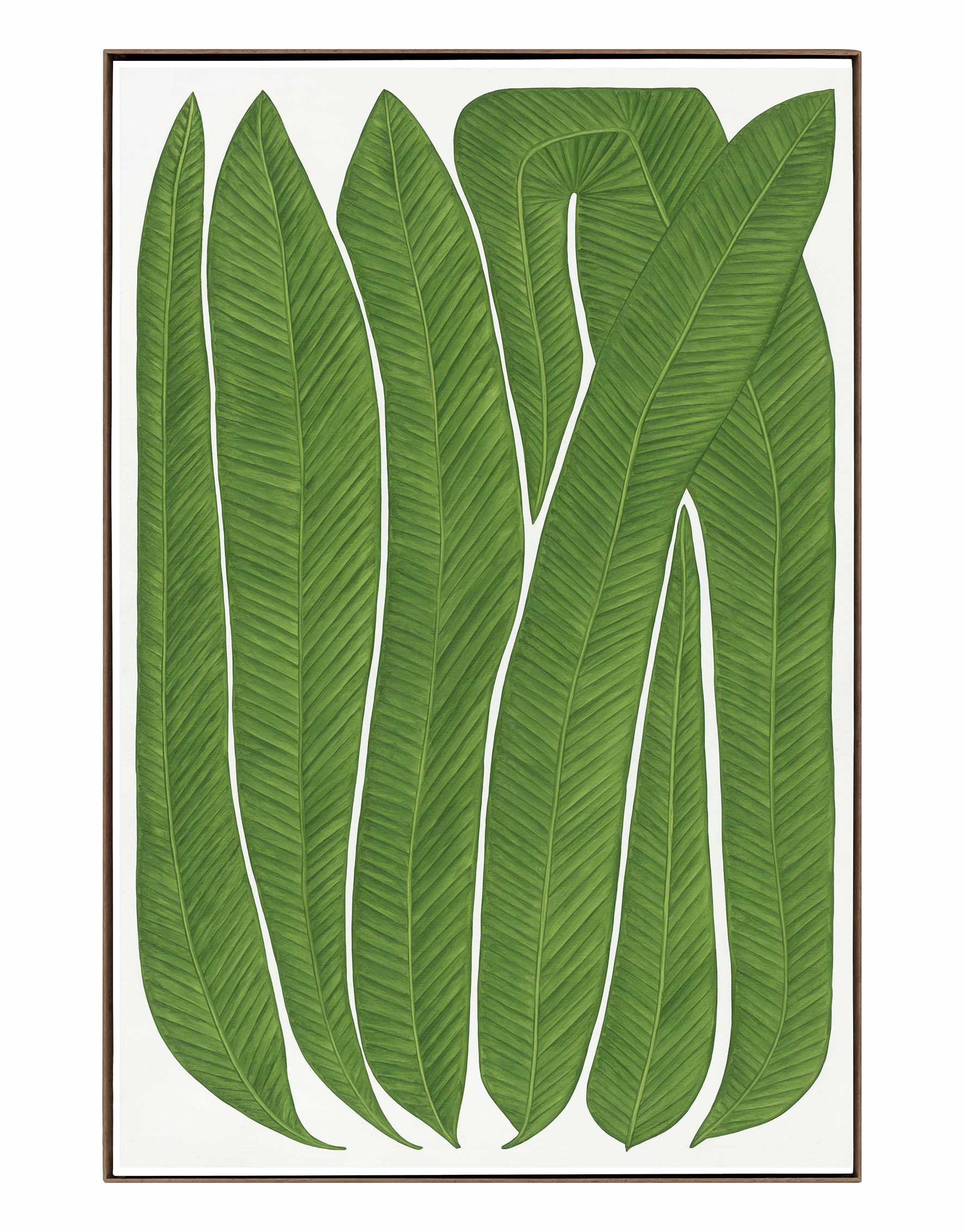 Tiltle / Nubilis Teneo