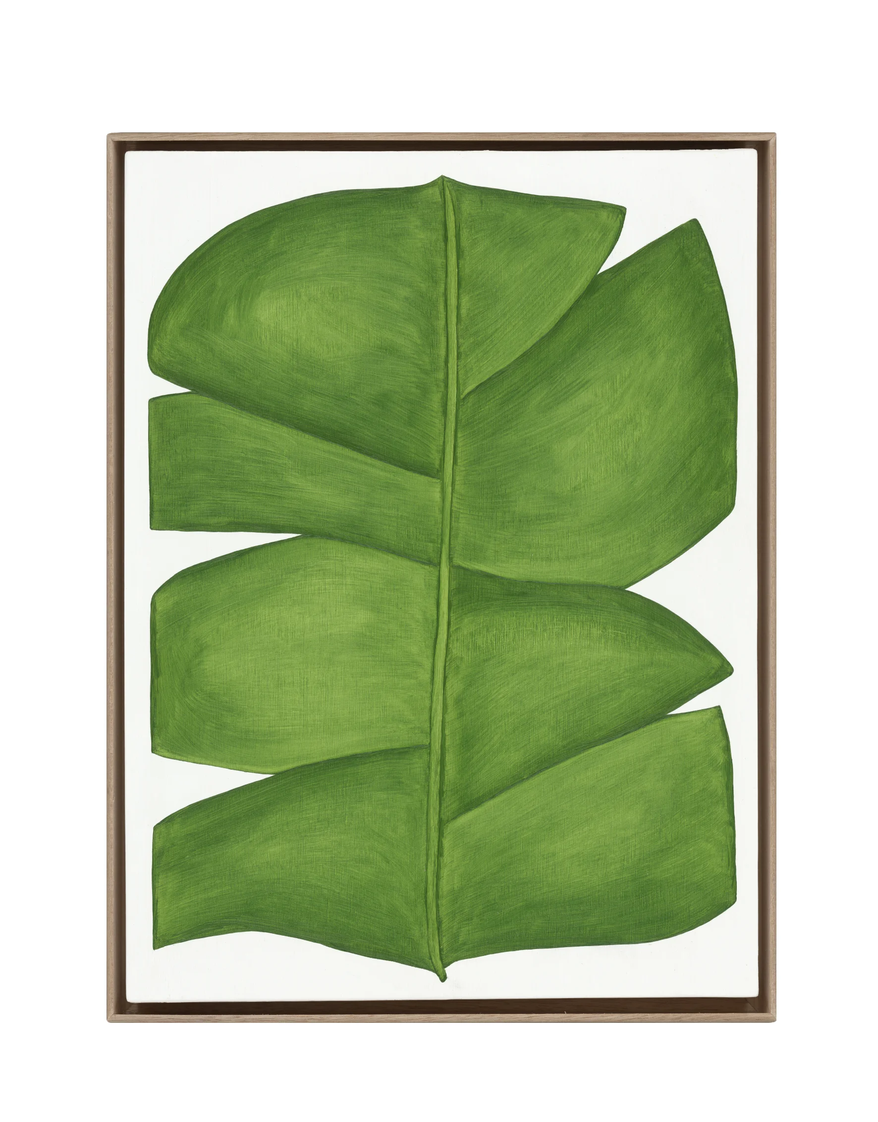 Musaceae Bulbus