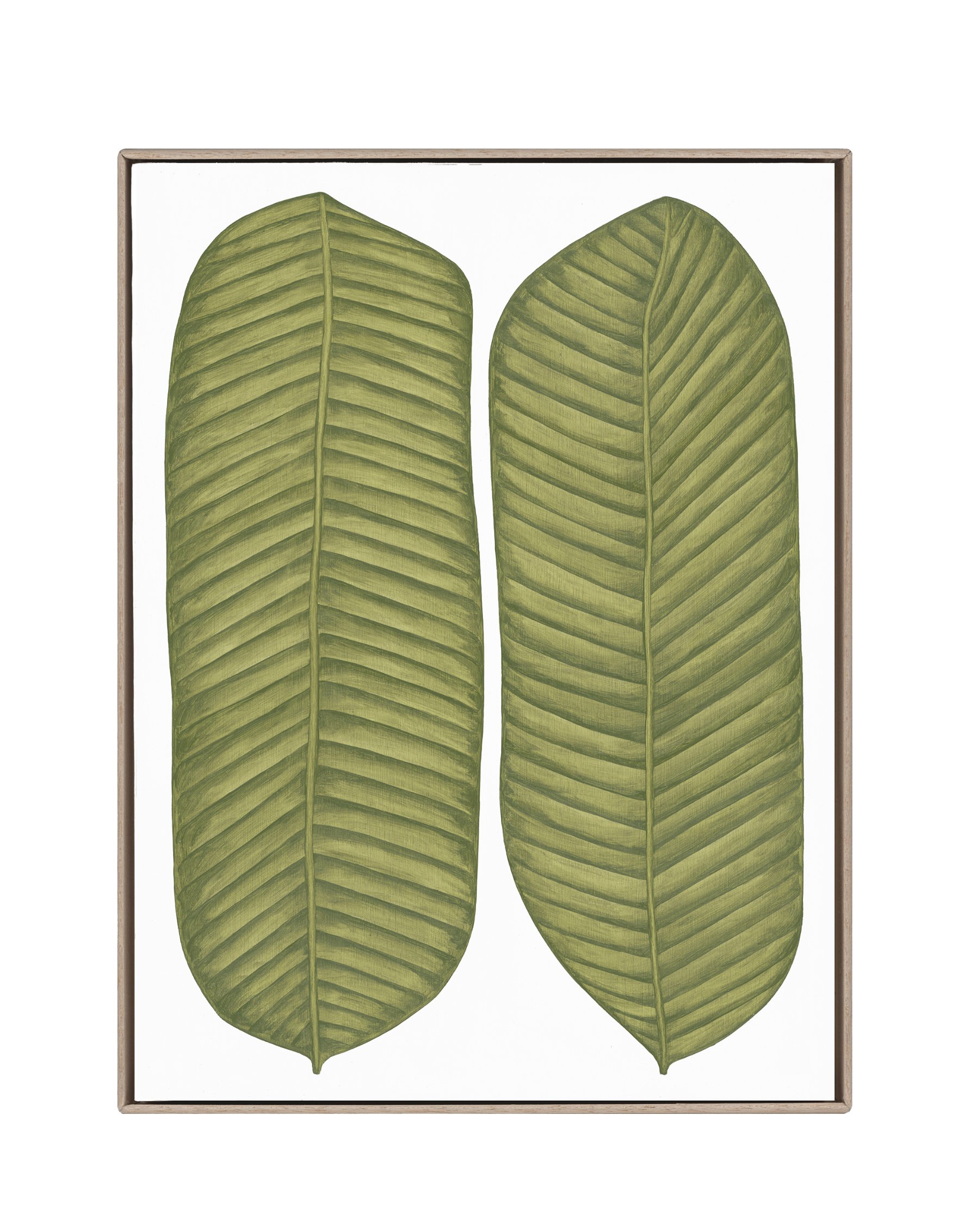 Title: Musaceae Luncta