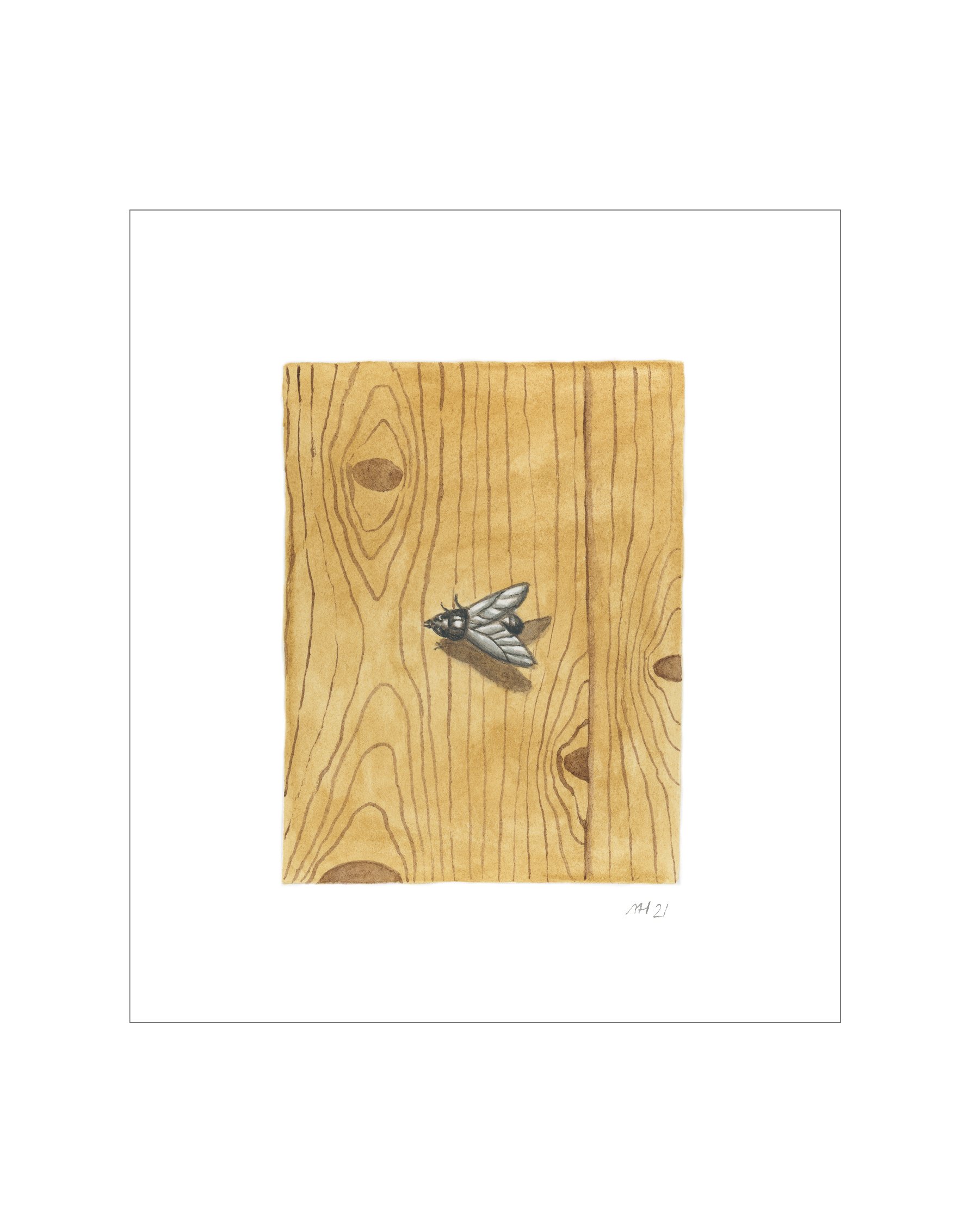 Fly on oak