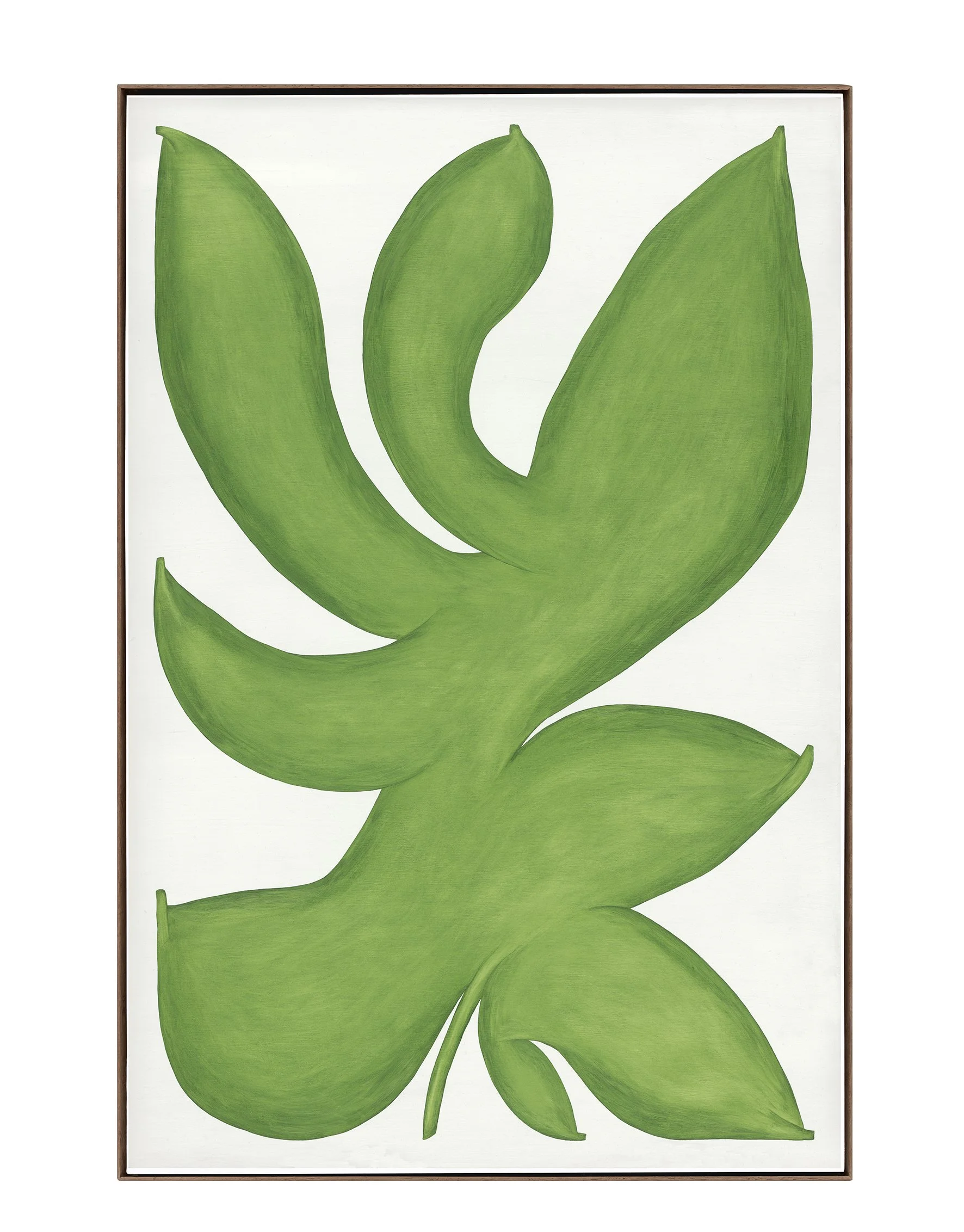 Folium Gelata Magnum