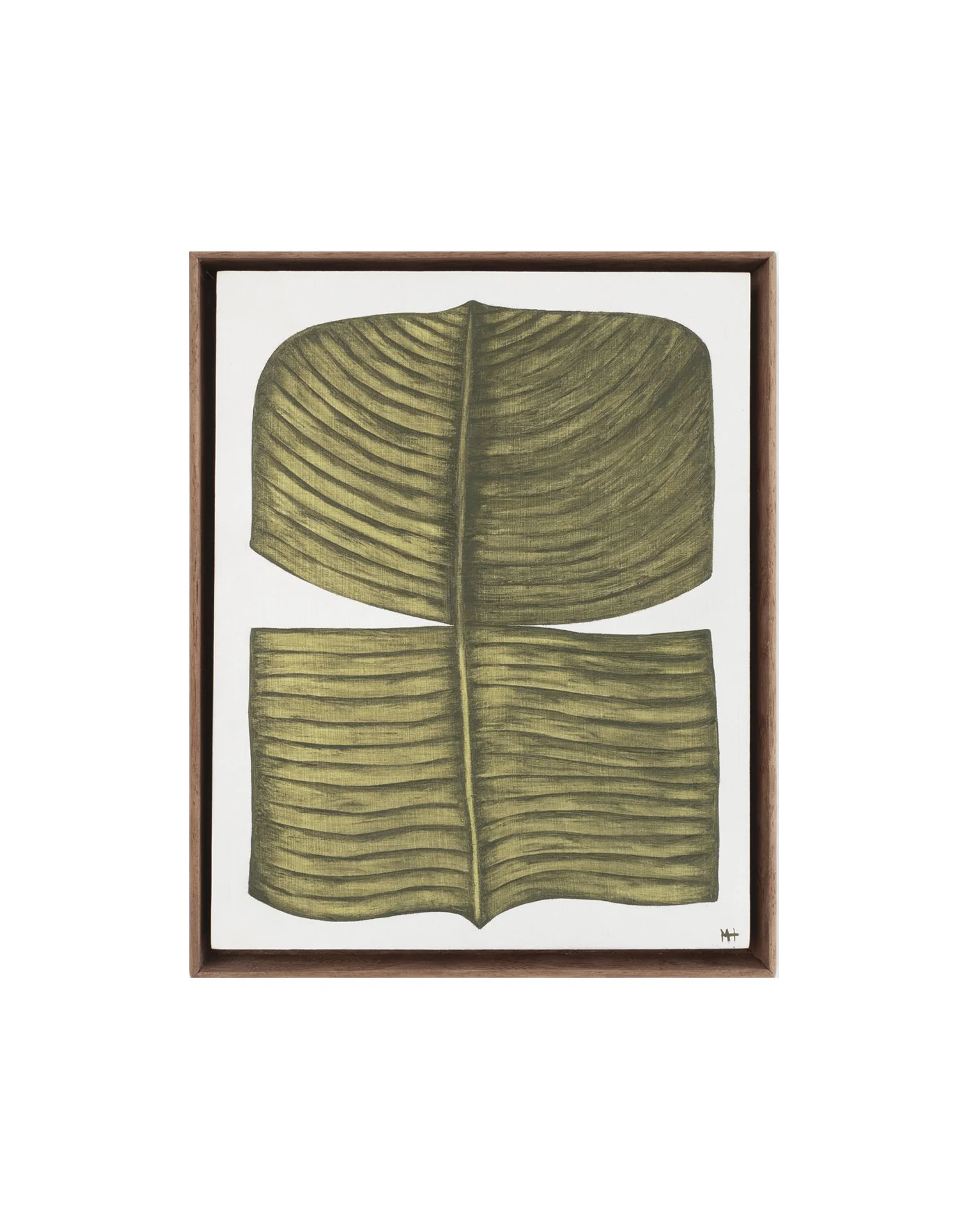 Ficus Elastica Tribus 