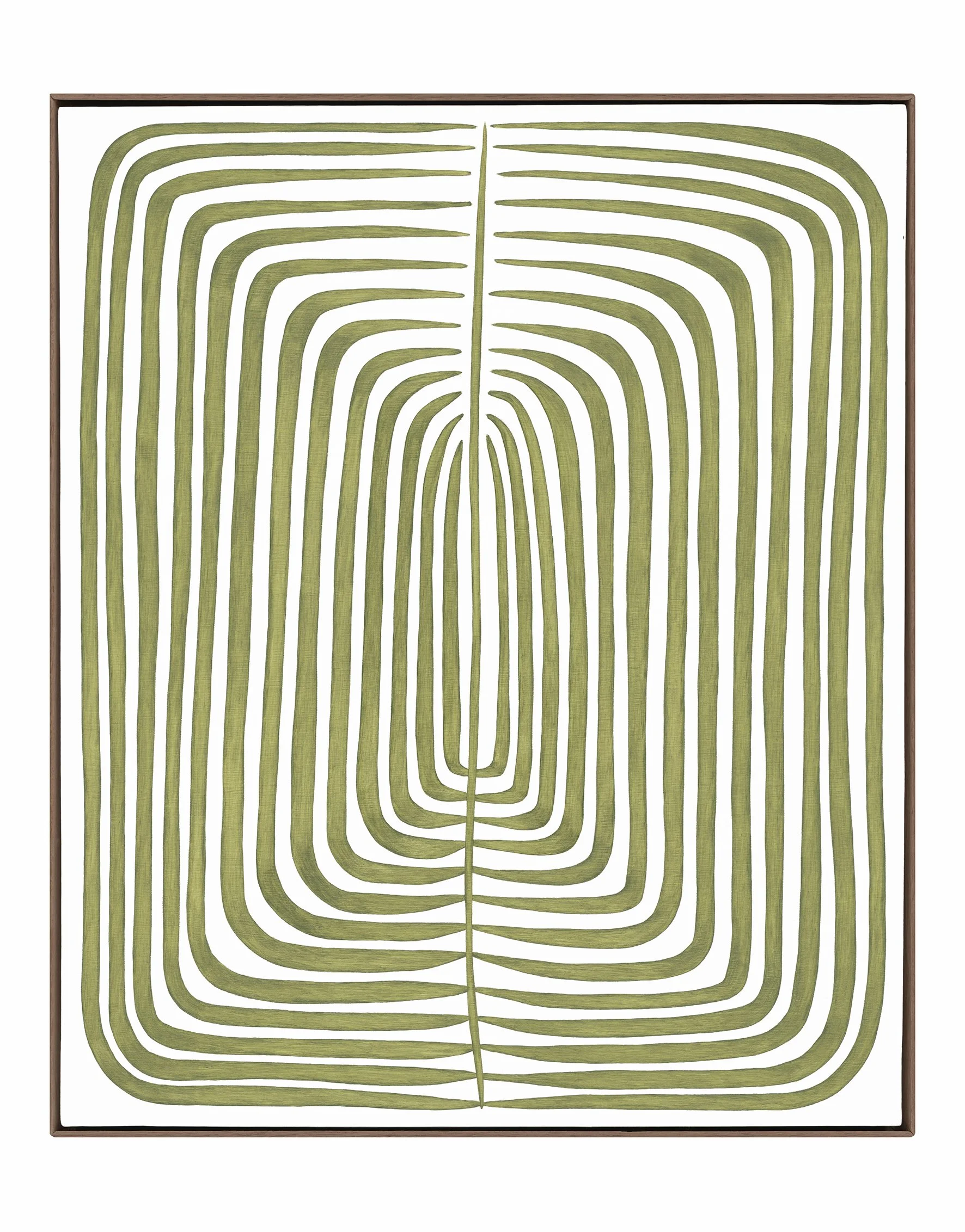 Skelaton Polypodiales