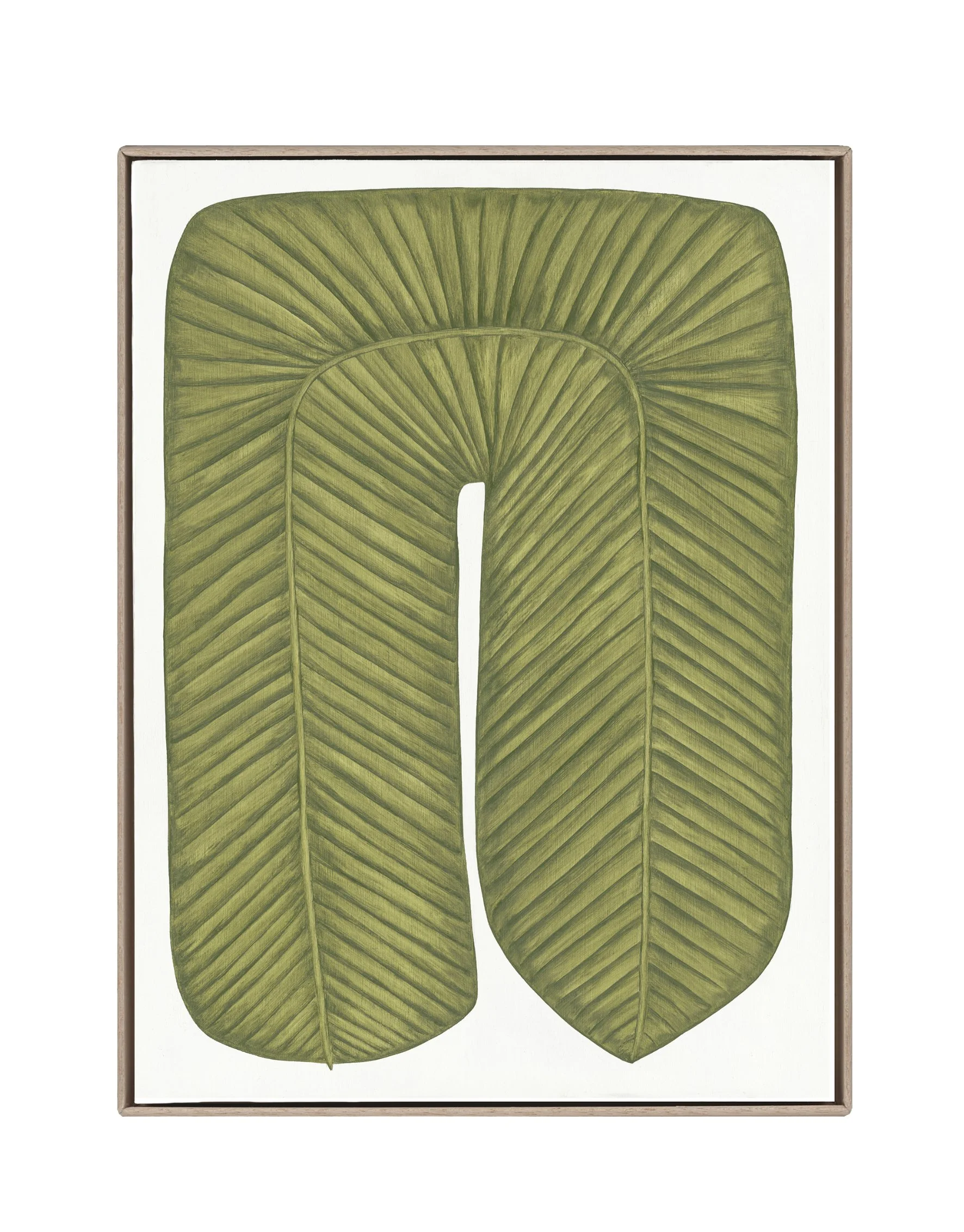 Musaceae Supra Inferius