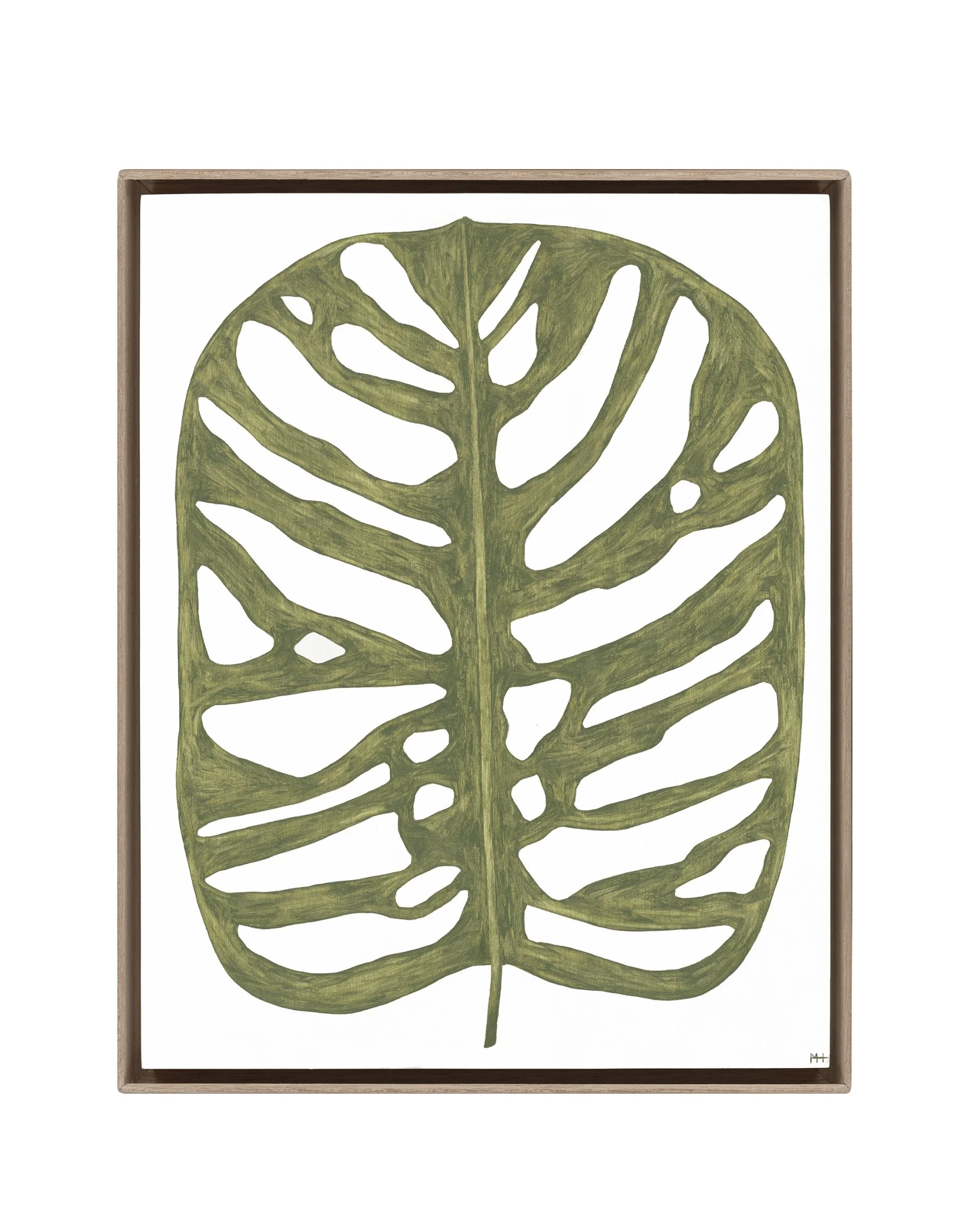 Monstera Obliqua