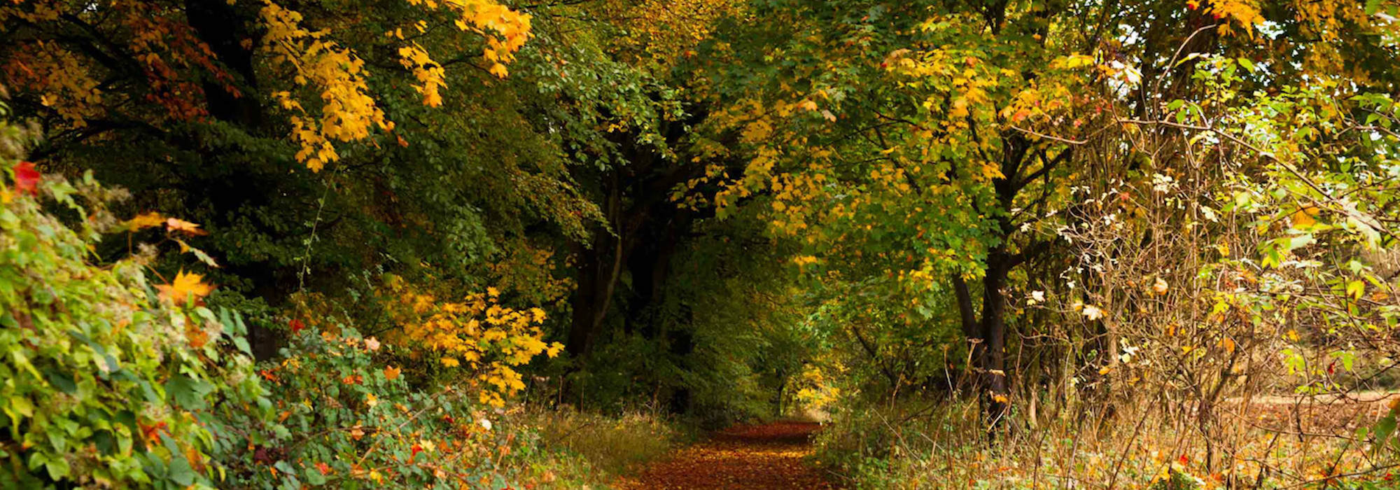 Explore ancient forests and beautiful countryside