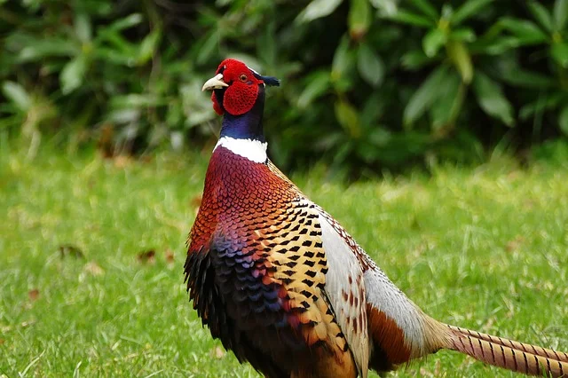 pheasant-2121860_640.jpg