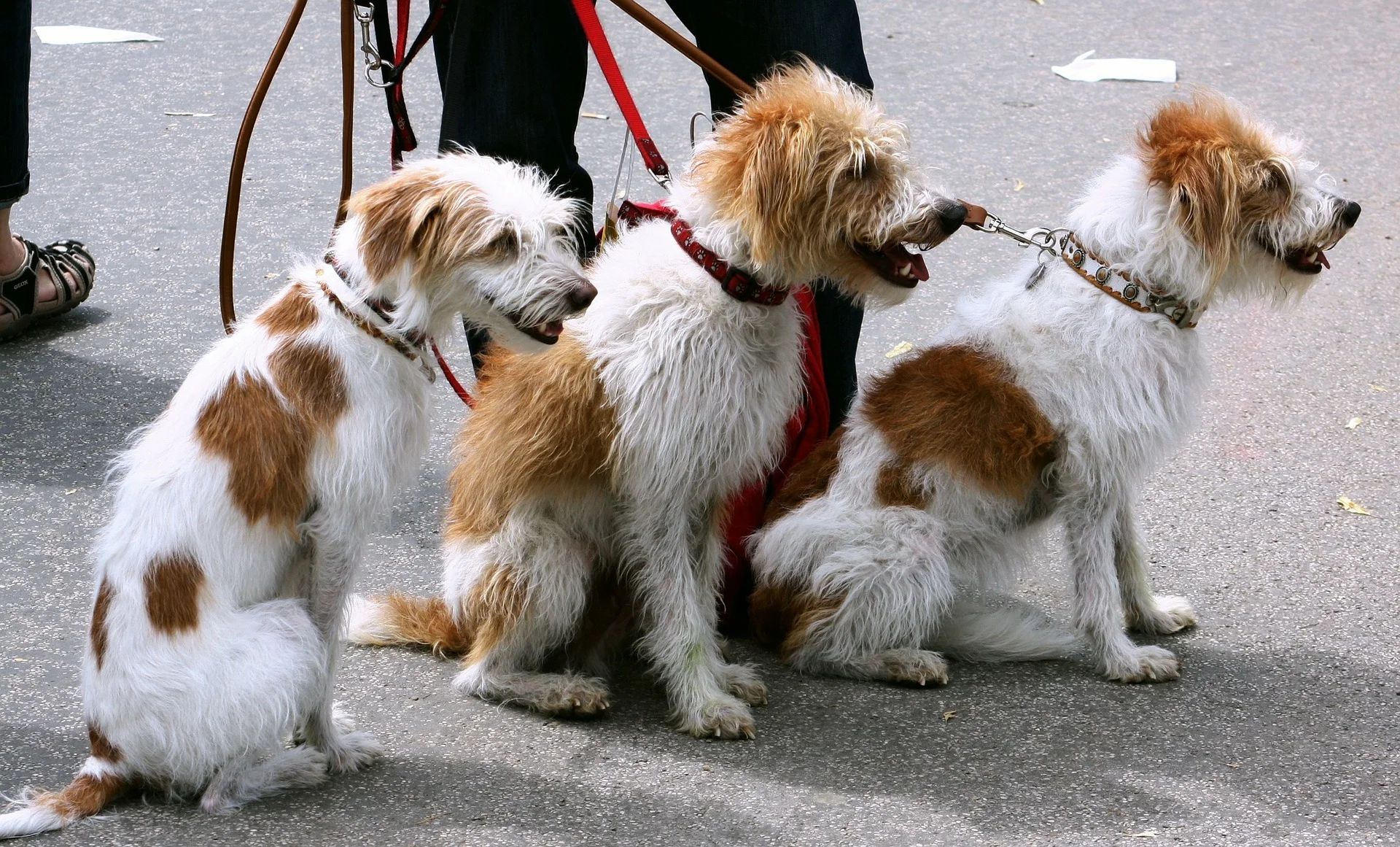 dogs-91689_1920.jpg