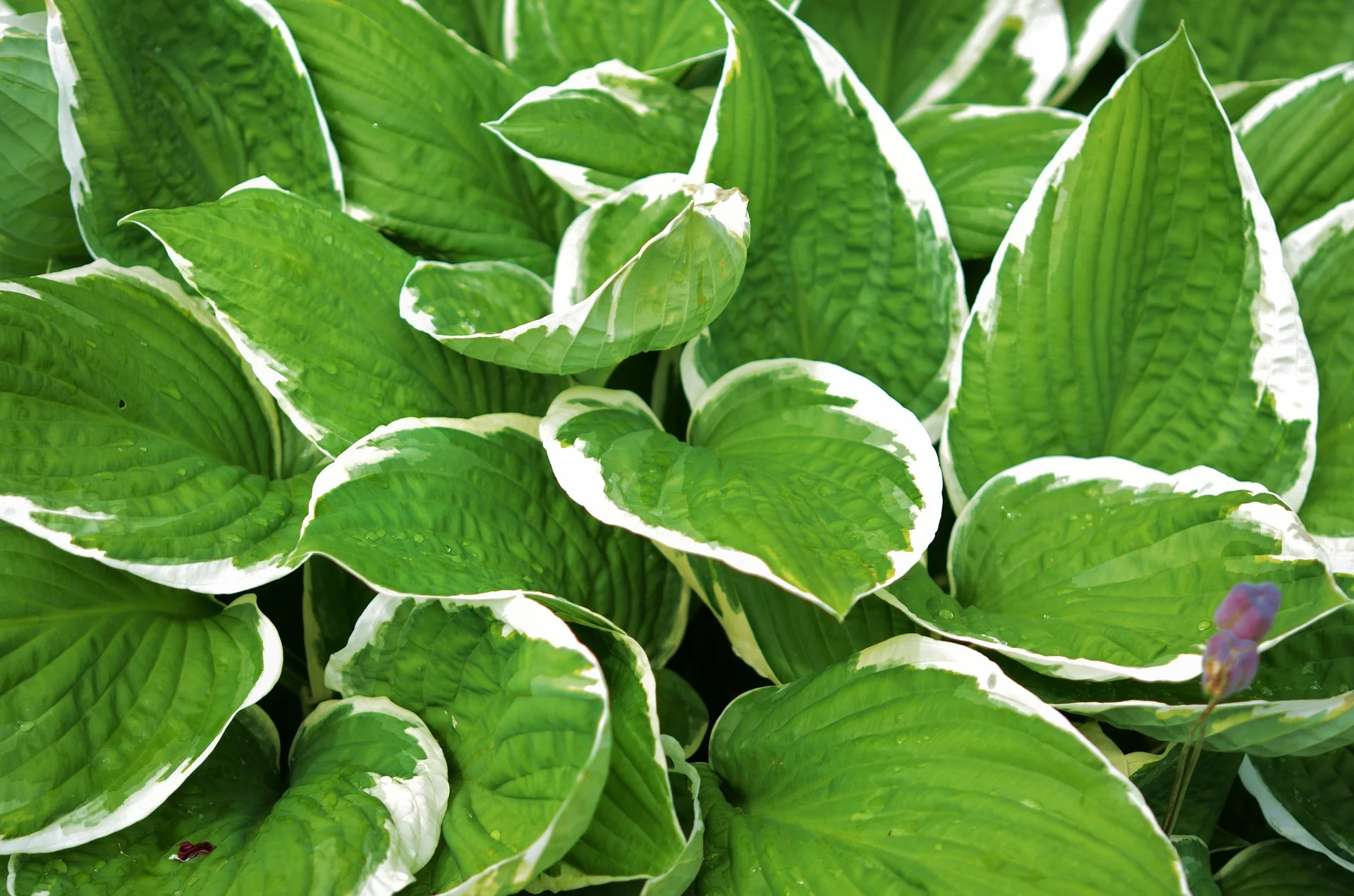 hosta-837182_1920.jpg