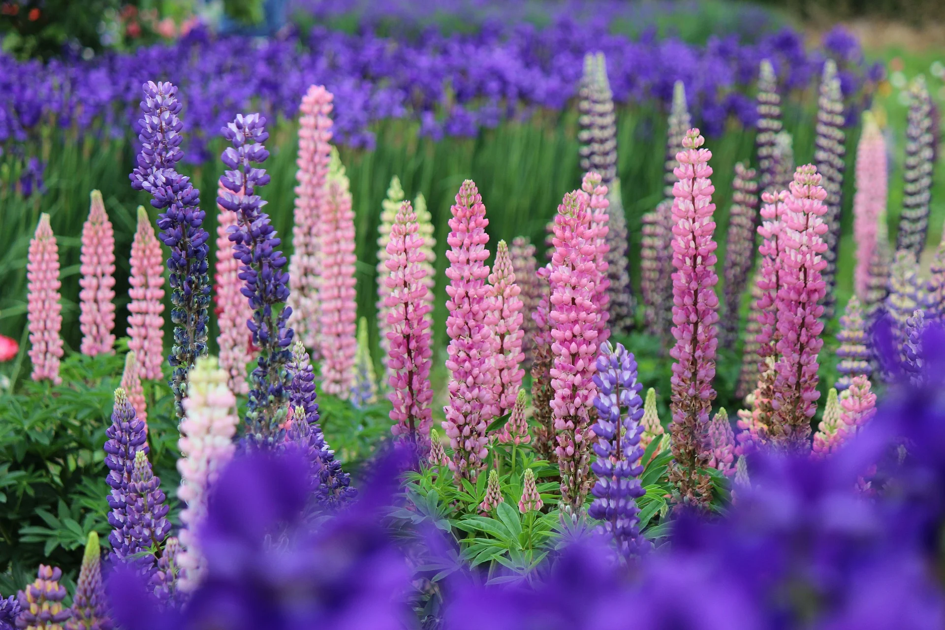 lupine-799002_1920.jpg