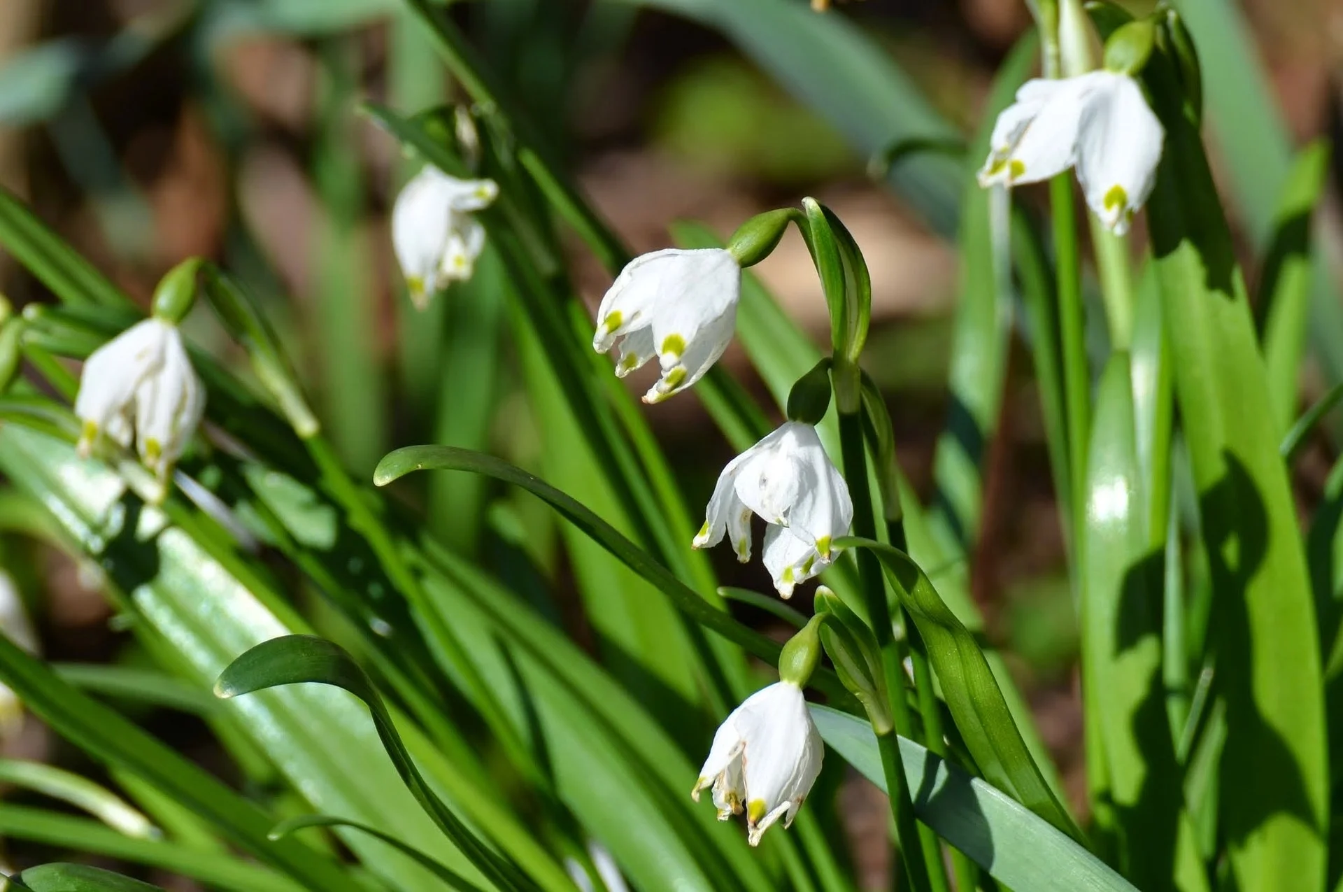 spring-flowers-1787631_1920.jpg