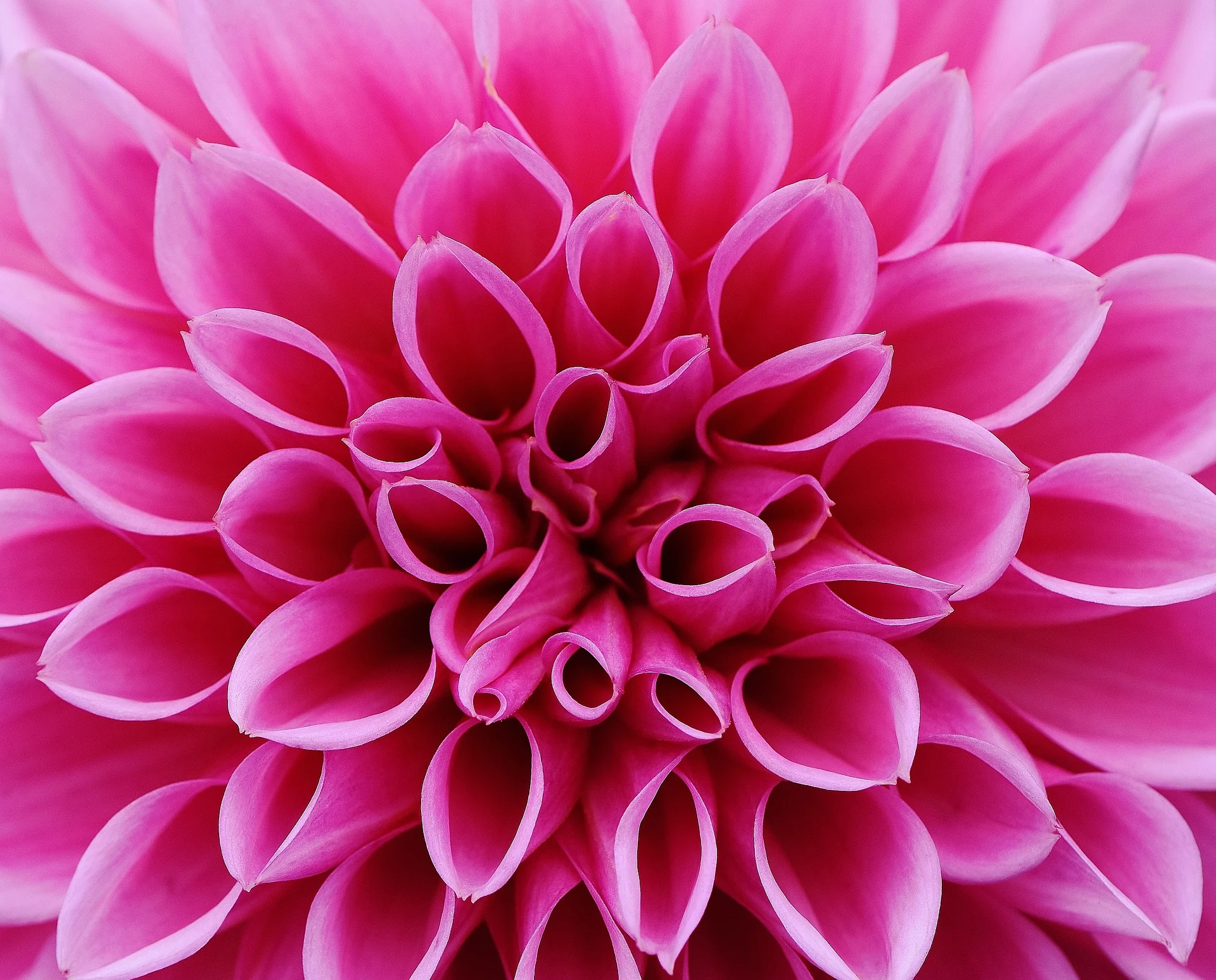dahlia-1642457_1920.jpg