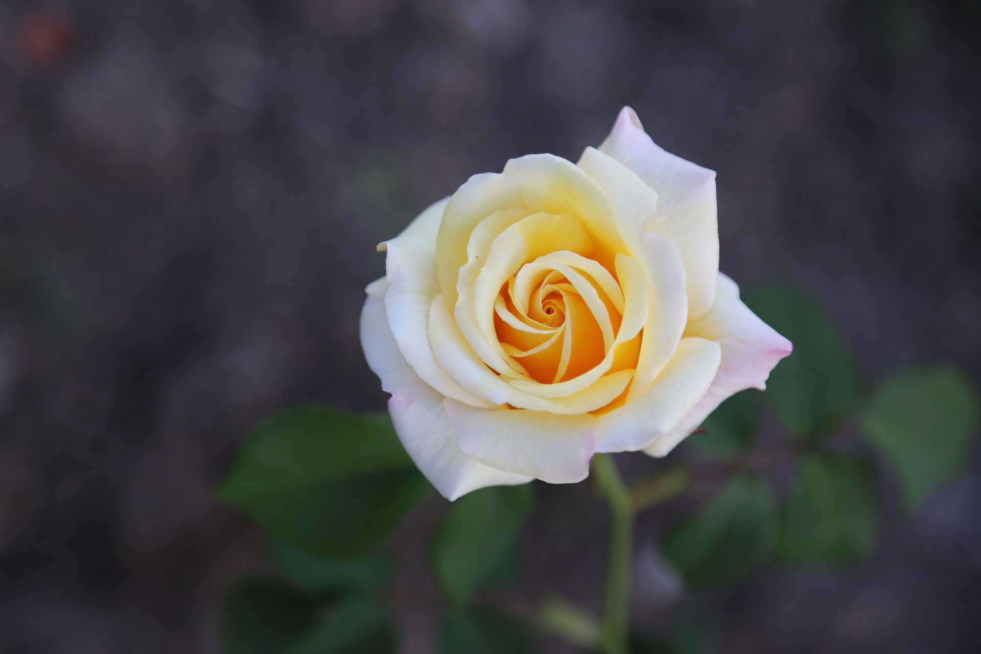 rose-3361205_1920.jpg