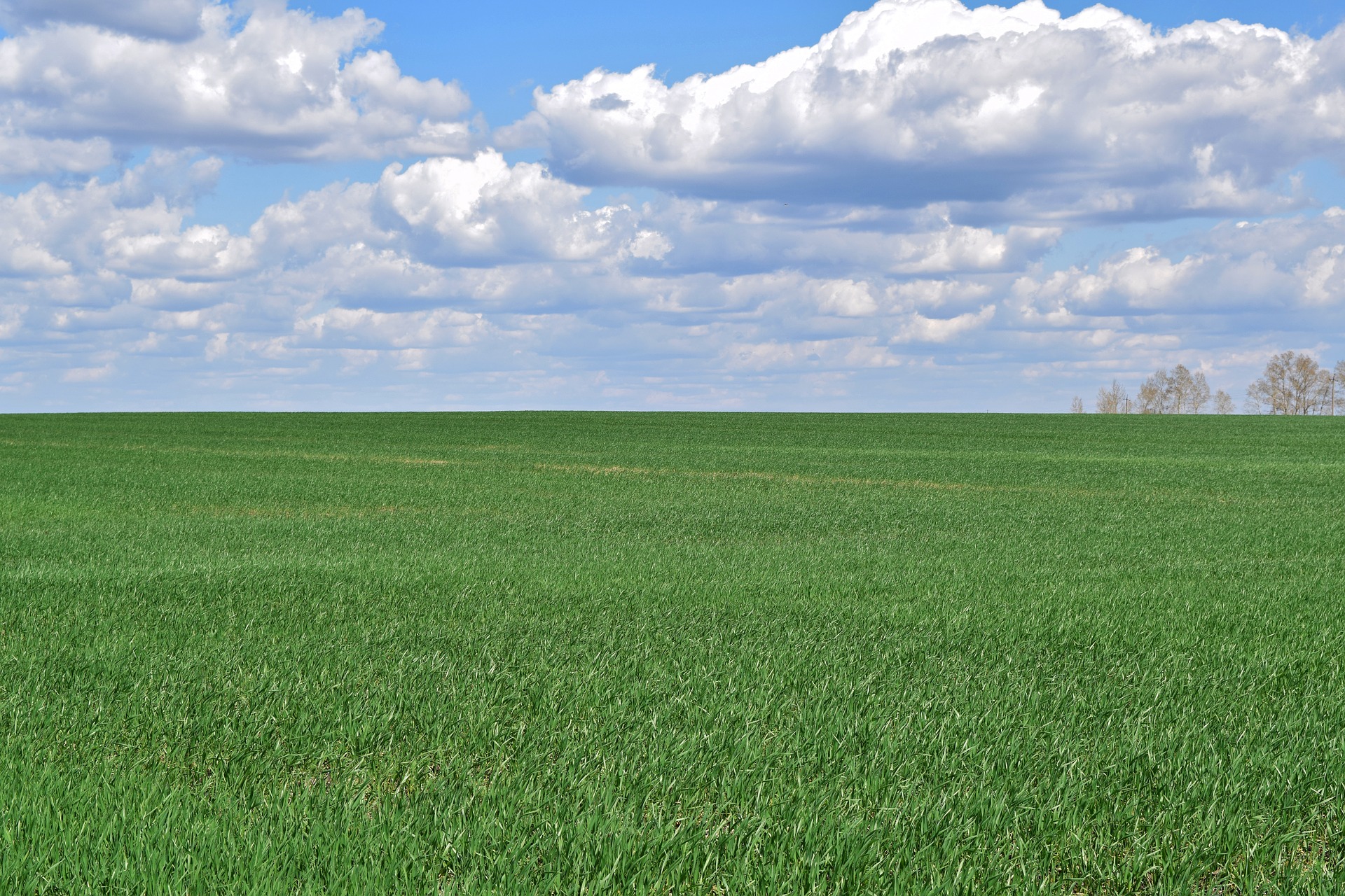 field-3388892_1920.jpg