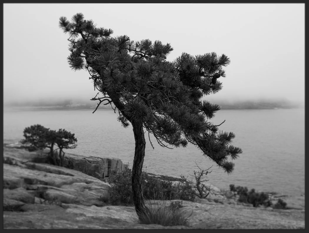 Maine website 5.jpg