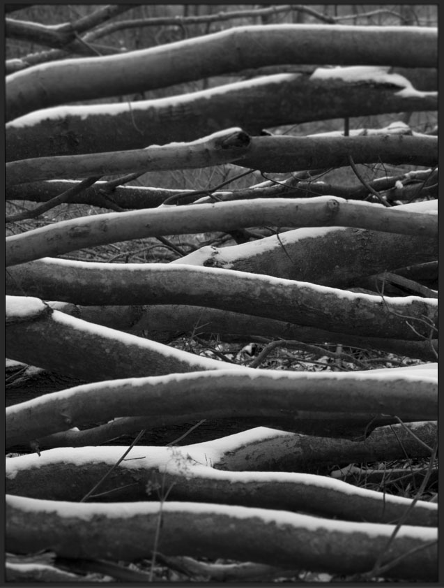 Limbs winter today .jpg
