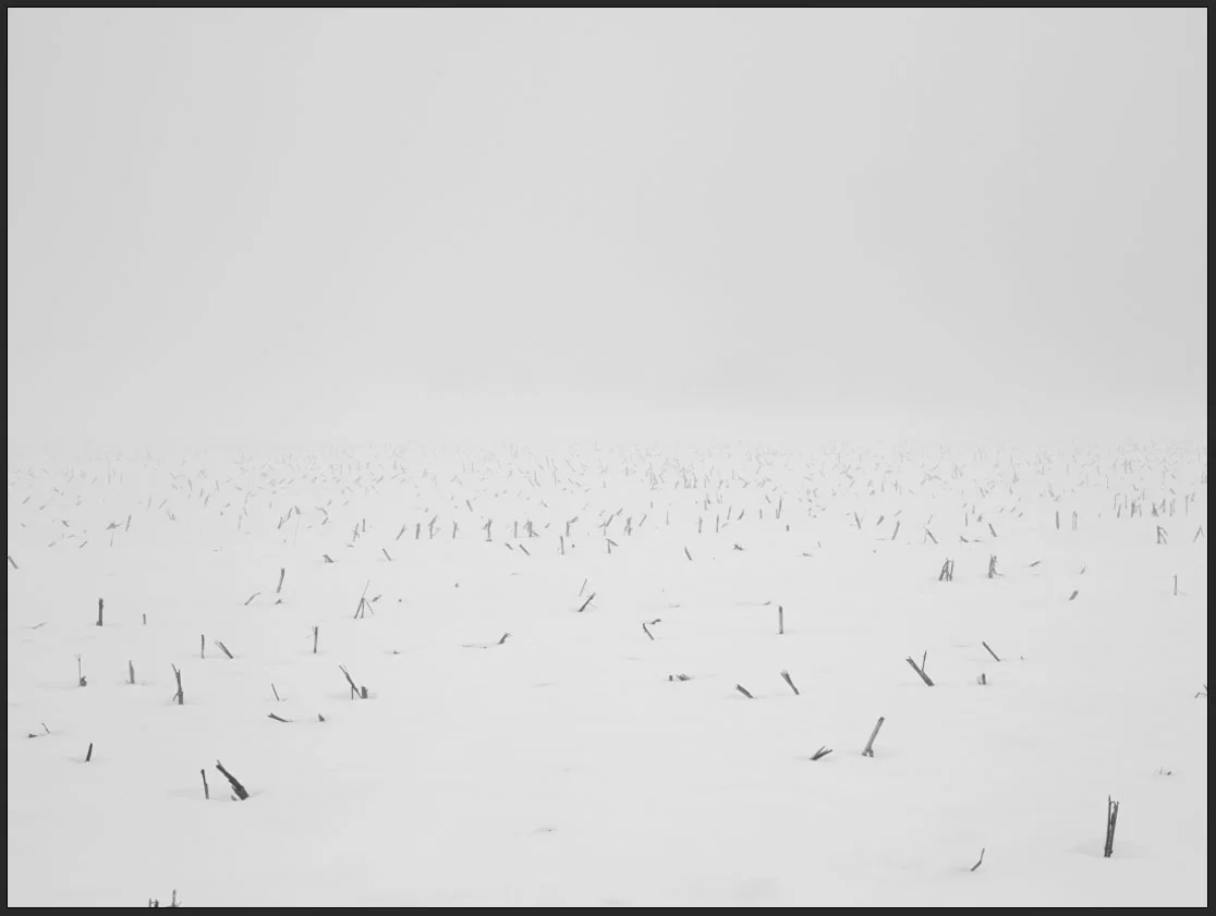 Winter Foield today fog .jpg