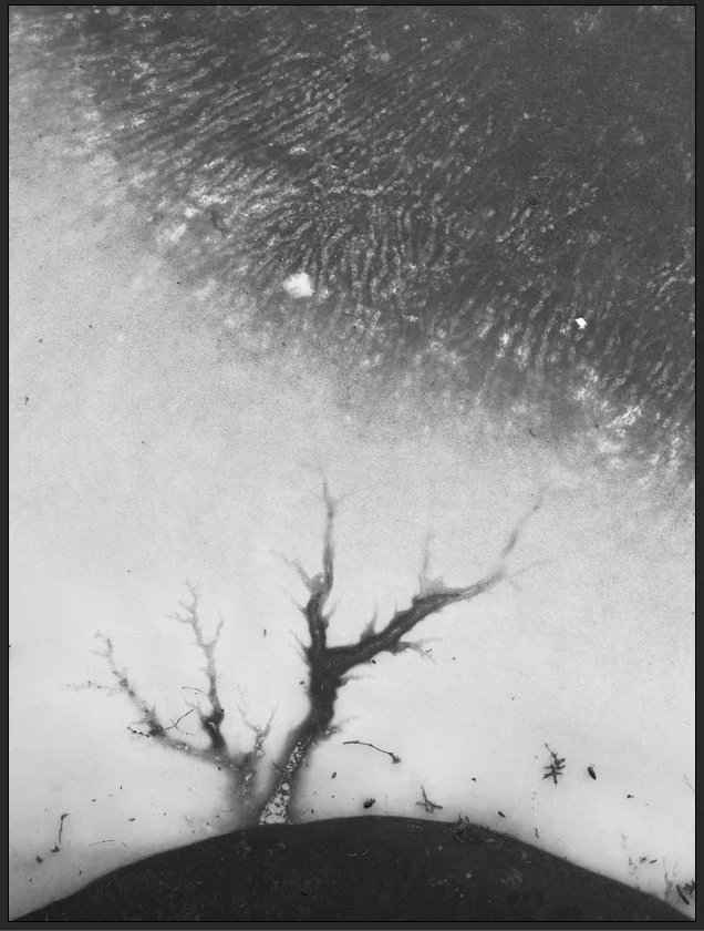 Winter today tree blown.jpg