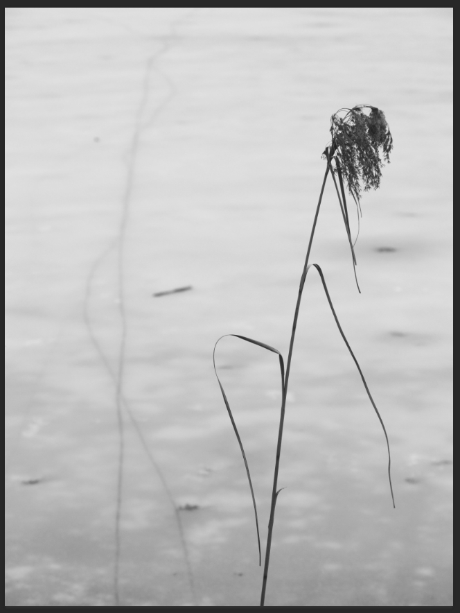 Reed winter website .jpg