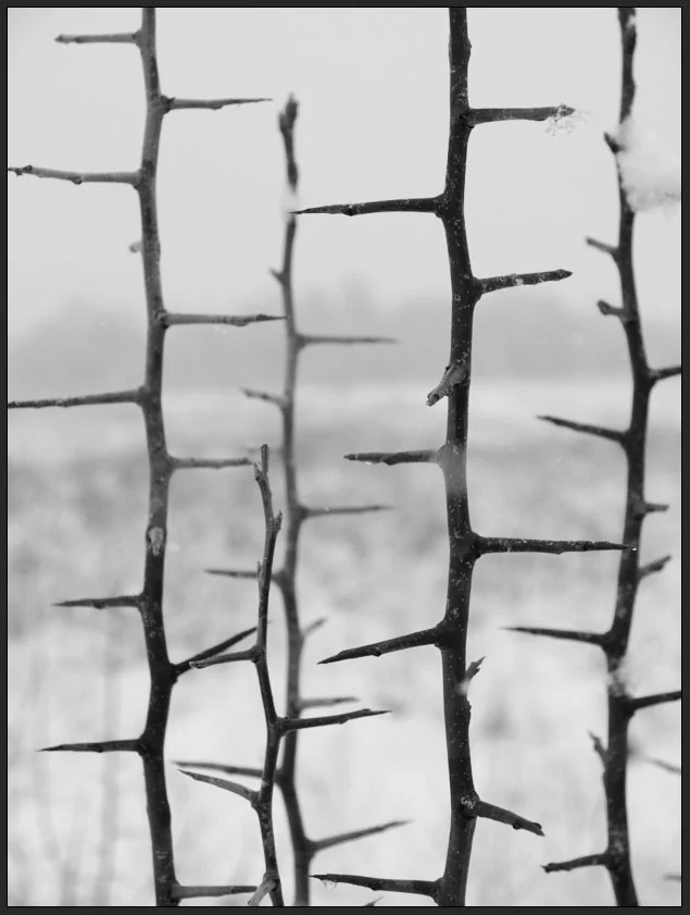 Winter Thorns website today .jpg