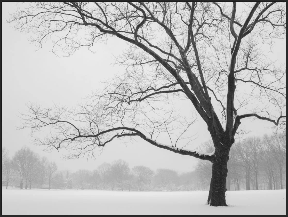Winter cezanne tree today .jpg