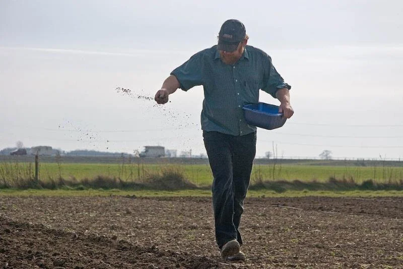 The Parable of the Growing Seed