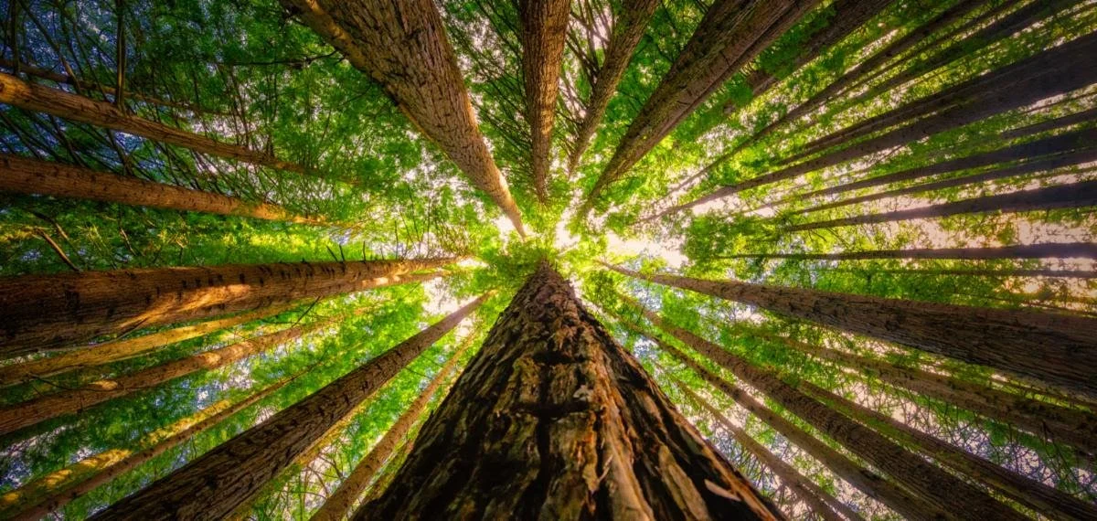 "Glorious Growth"