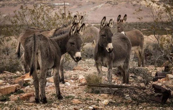 "God ﻿Uses Donkeys"