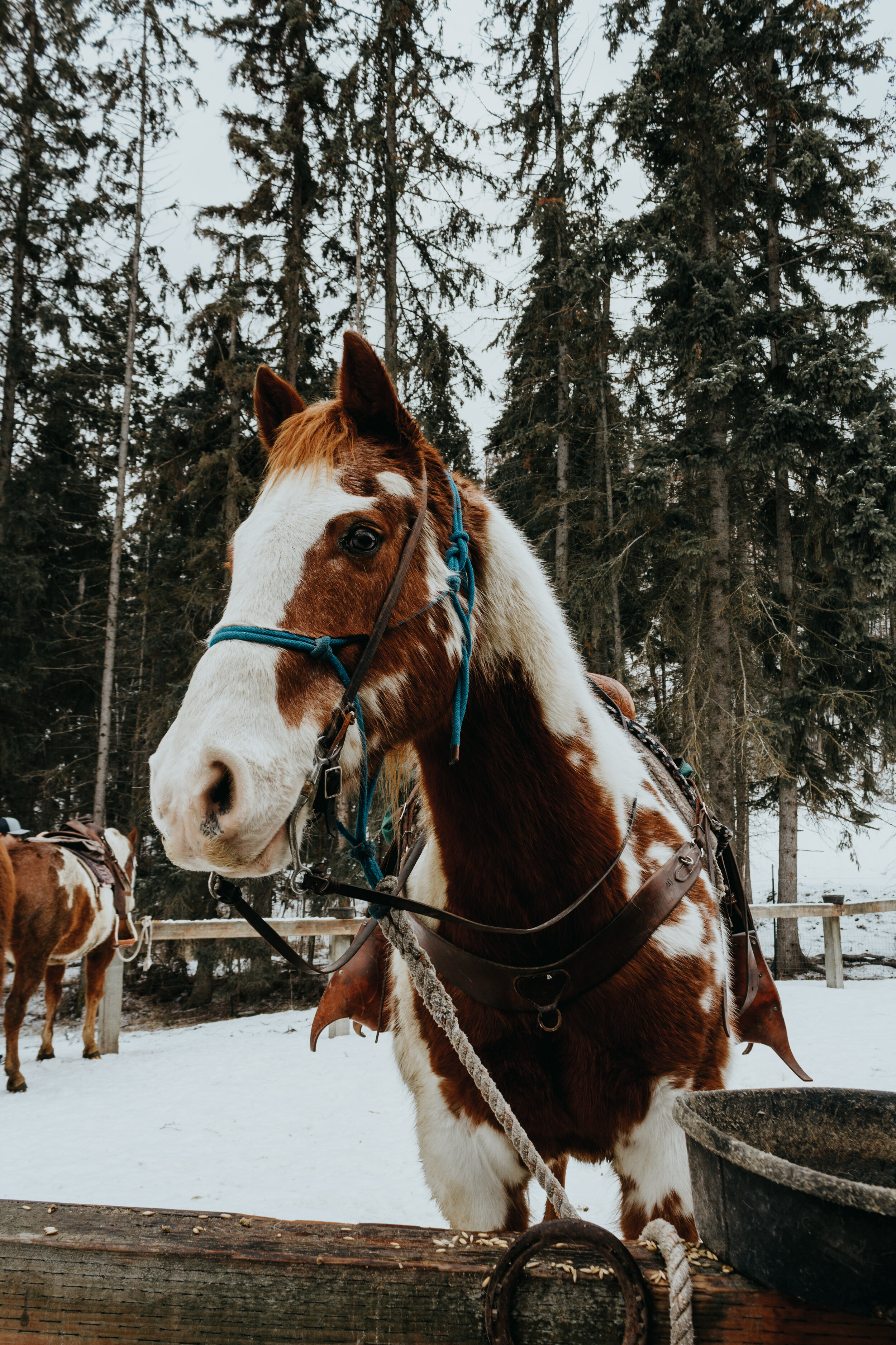 horseback trail ride with Artemis Acres